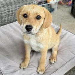 Enlarge Benji, an adopted mixed breed in Renton, WA image 3/6