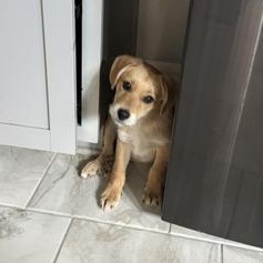 Enlarge Benji, an adopted mixed breed in Renton, WA image 5/6