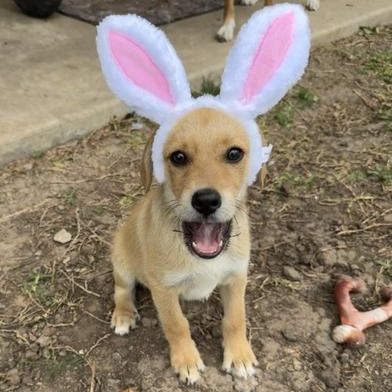 Enlarge Benji, an adopted mixed breed in Renton, WA image 1/6