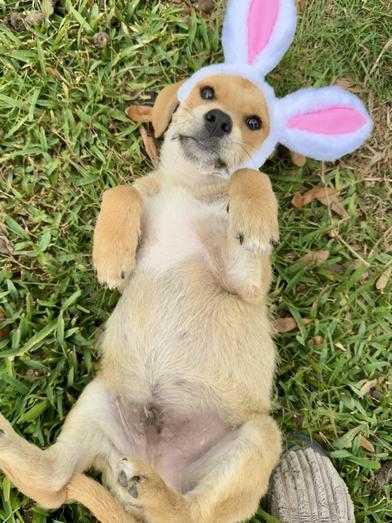 Enlarge Benji, an adopted mixed breed in Renton, WA image 6/6