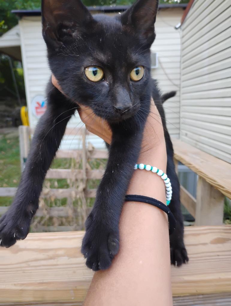 Shadow, a Adoptable mixed breed in Fort Oglethorpe, GA image 2/2