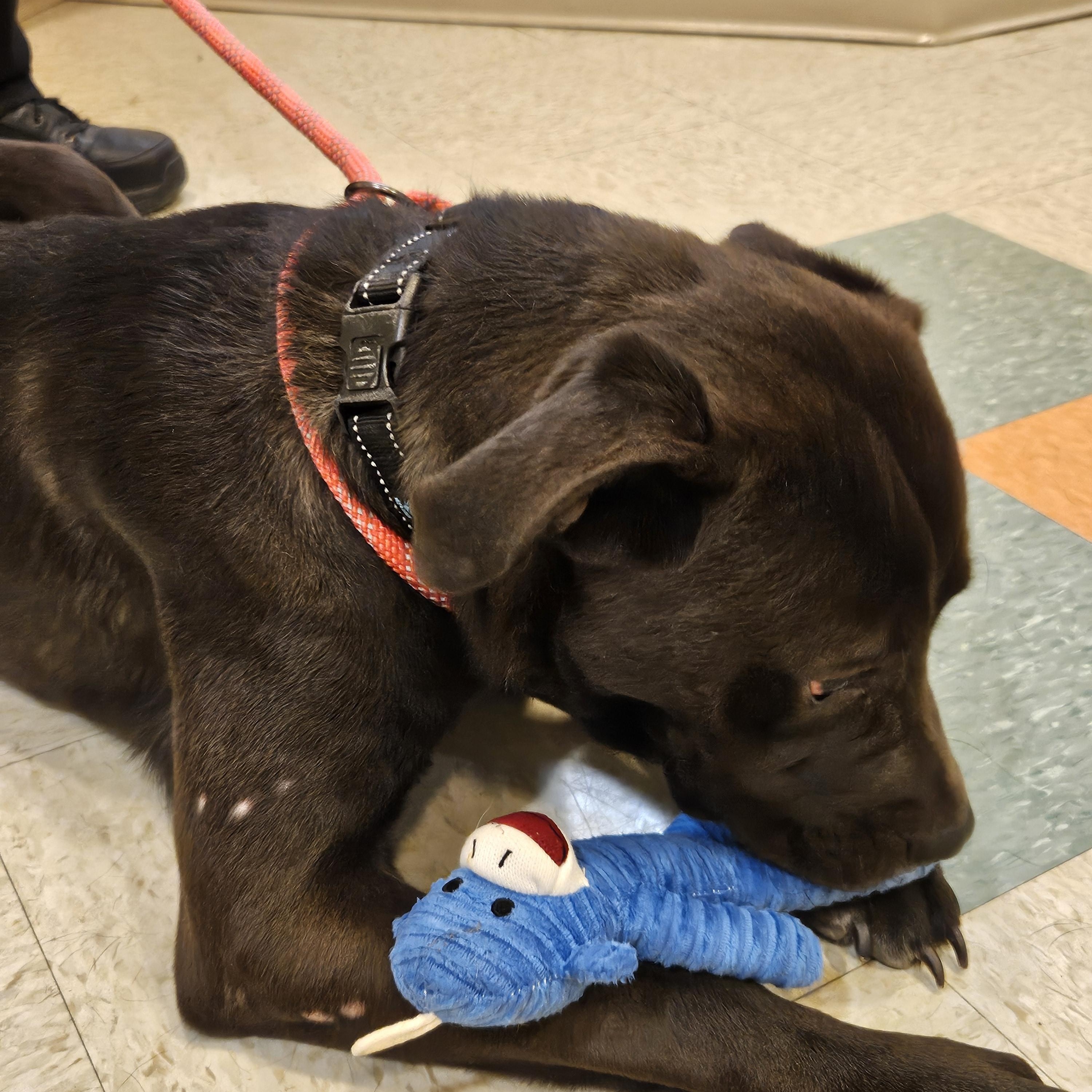 Hugo, a ADOPTABLE mixed breed in Bluffton, IN image 2/2