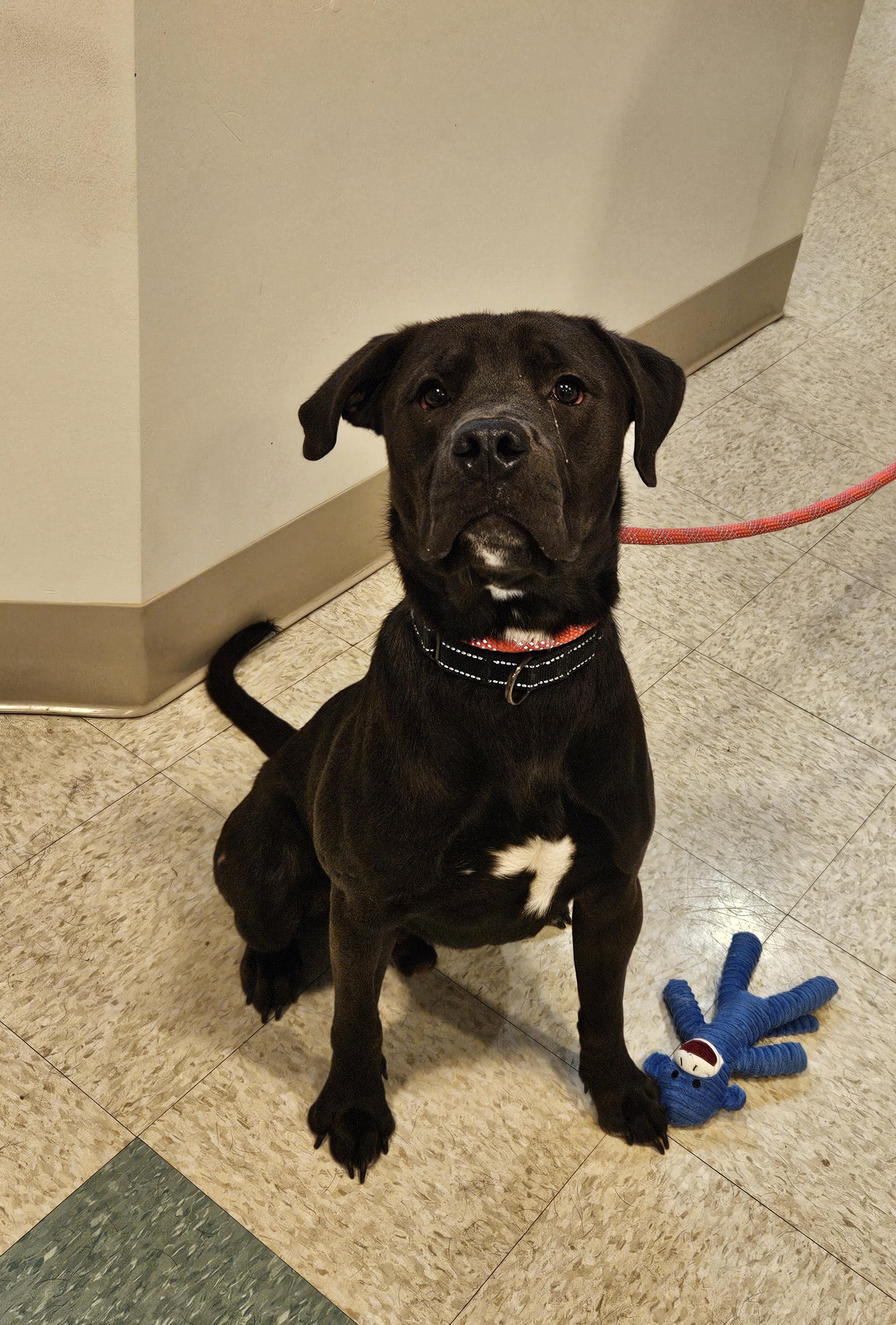 Hugo, ADOPTABLE, Adult Male American Bully & Labrador Retriever.