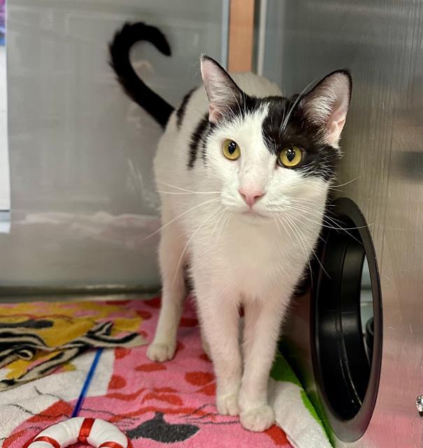 Enlarge JUDE, a Adoptable Domestic Short Hair in Santa Cruz, CA image 1/1