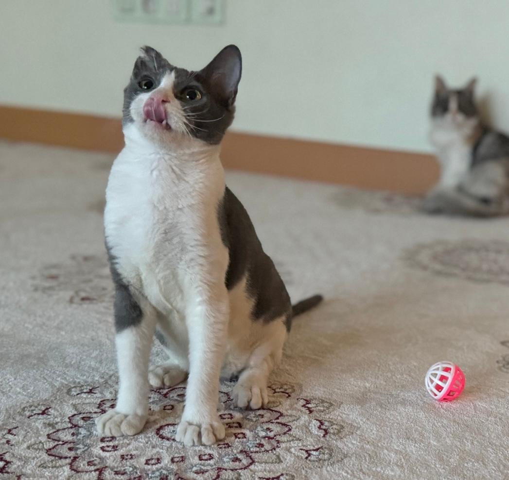 Thursday SA DMH kitten