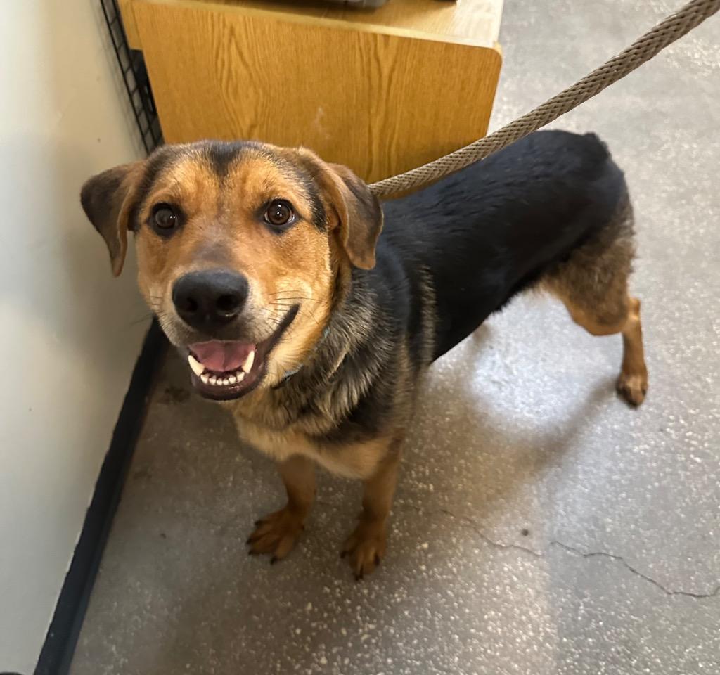 Cinder Block, a Adoptable Mixed Breed in Ocala, FL image 2/2