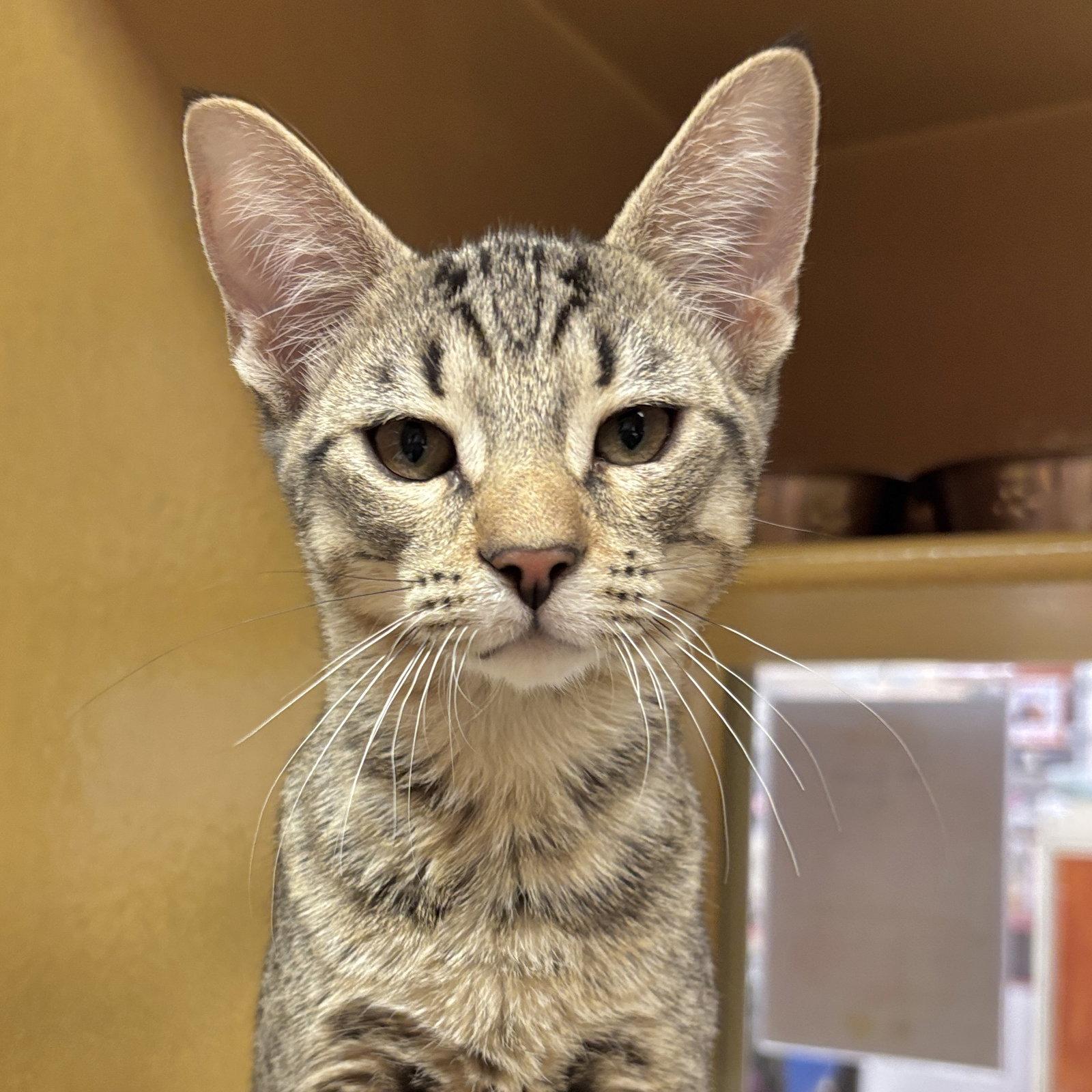 Nibbler, Adoptable, Kitten Male Domestic Short Hair.