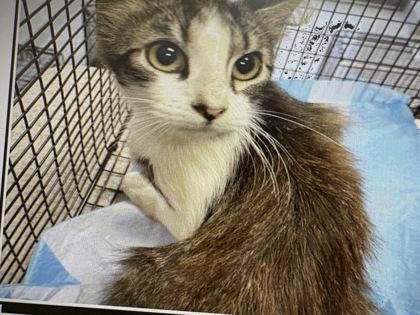 Trunkfish, Adoptable, Young Female Domestic Short Hair & Domestic Short Hair.