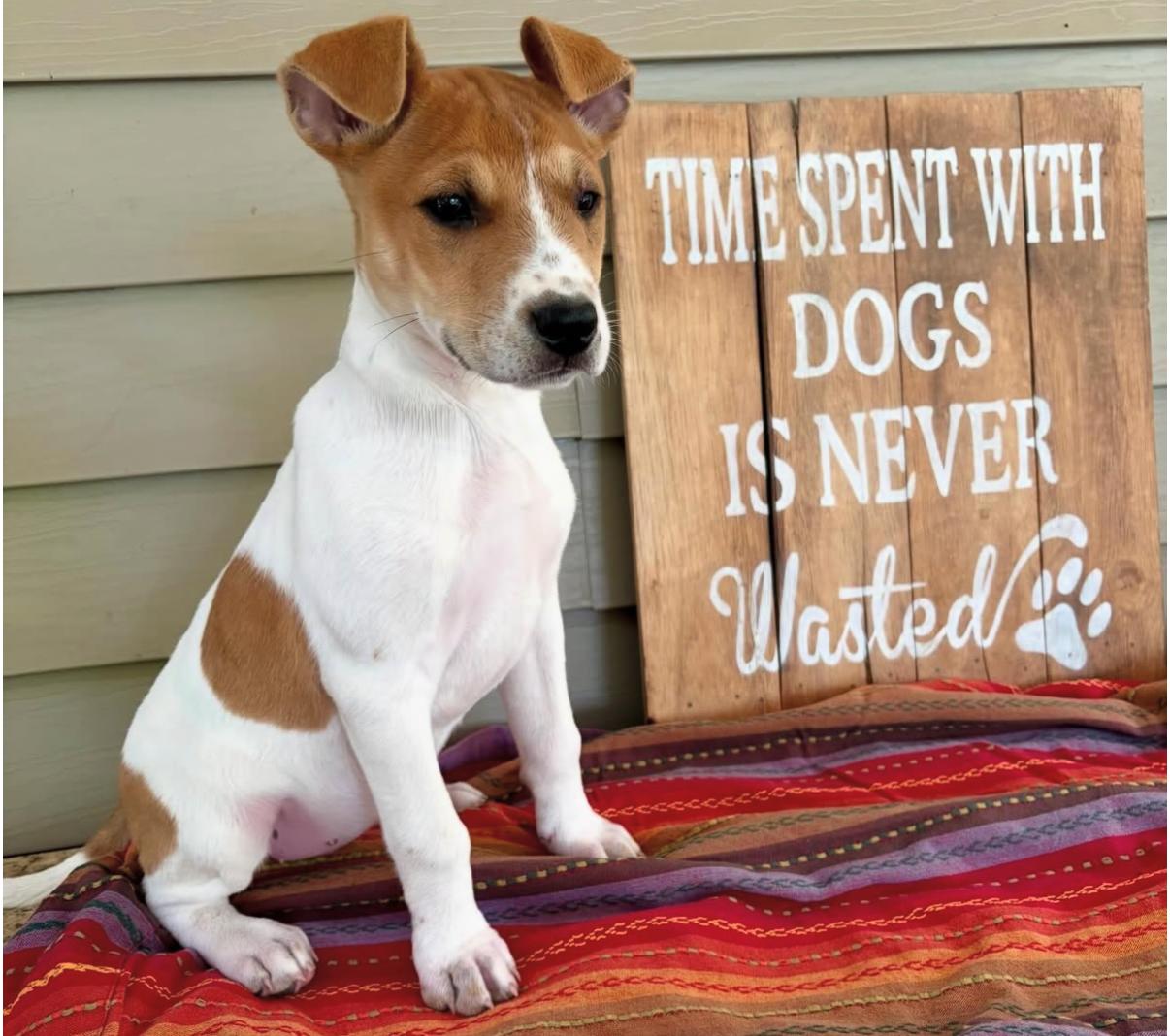 Golden Pup, ADOPTABLE, Puppy Male Jack Russell Terrier.