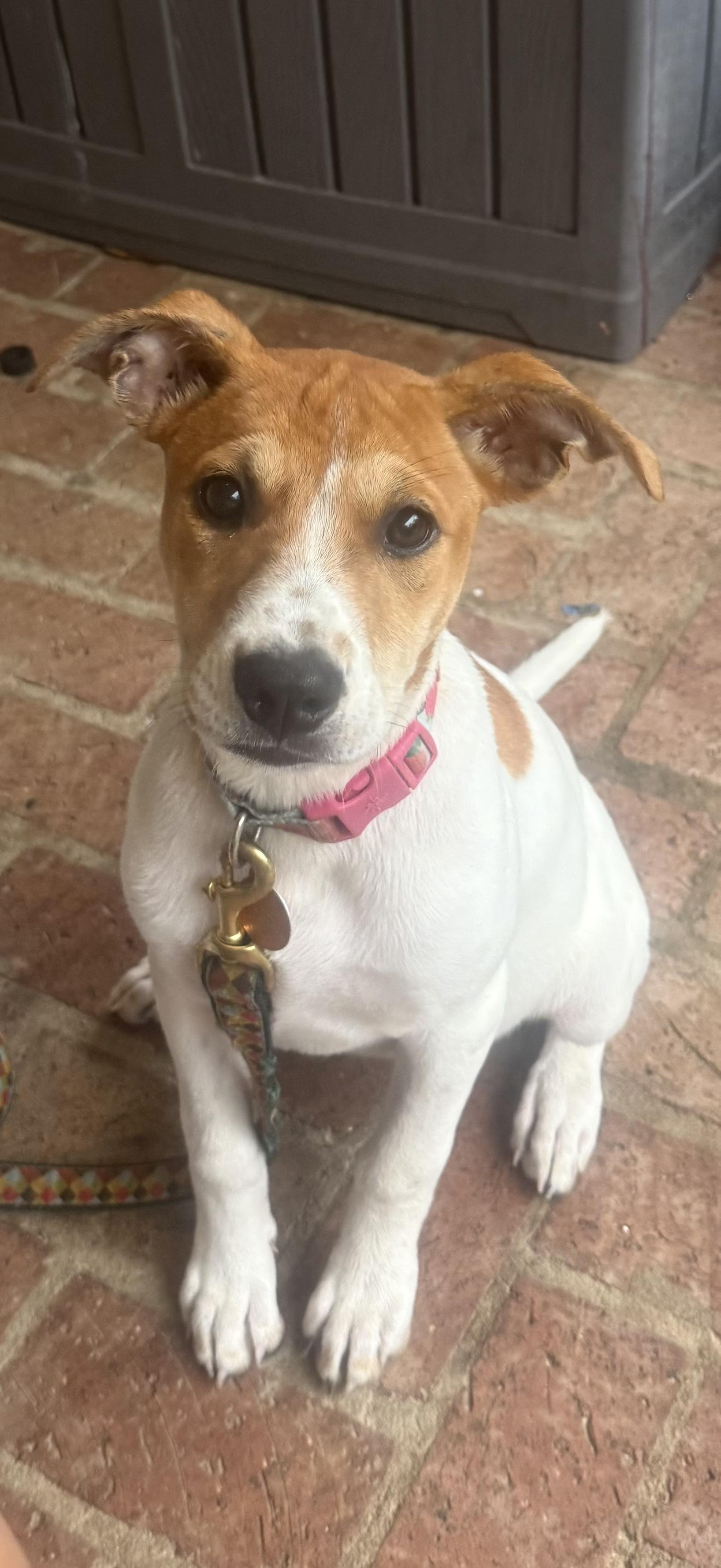 Golden Pup, a ADOPTABLE mixed breed in Walker, LA image 1/3
