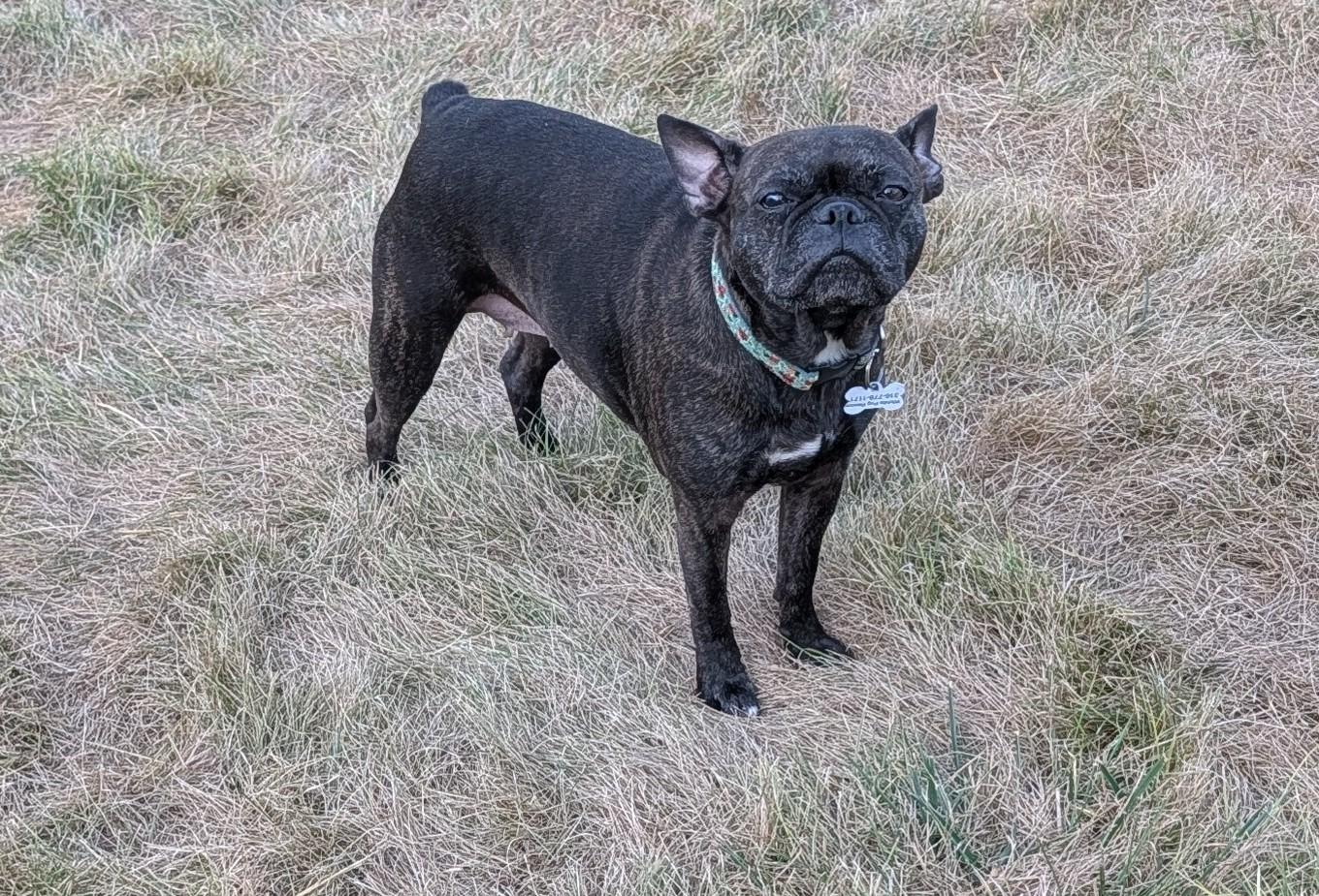 Enlarge Gaby, a ADOPTABLE mixed breed in Benton, KS image 2/2