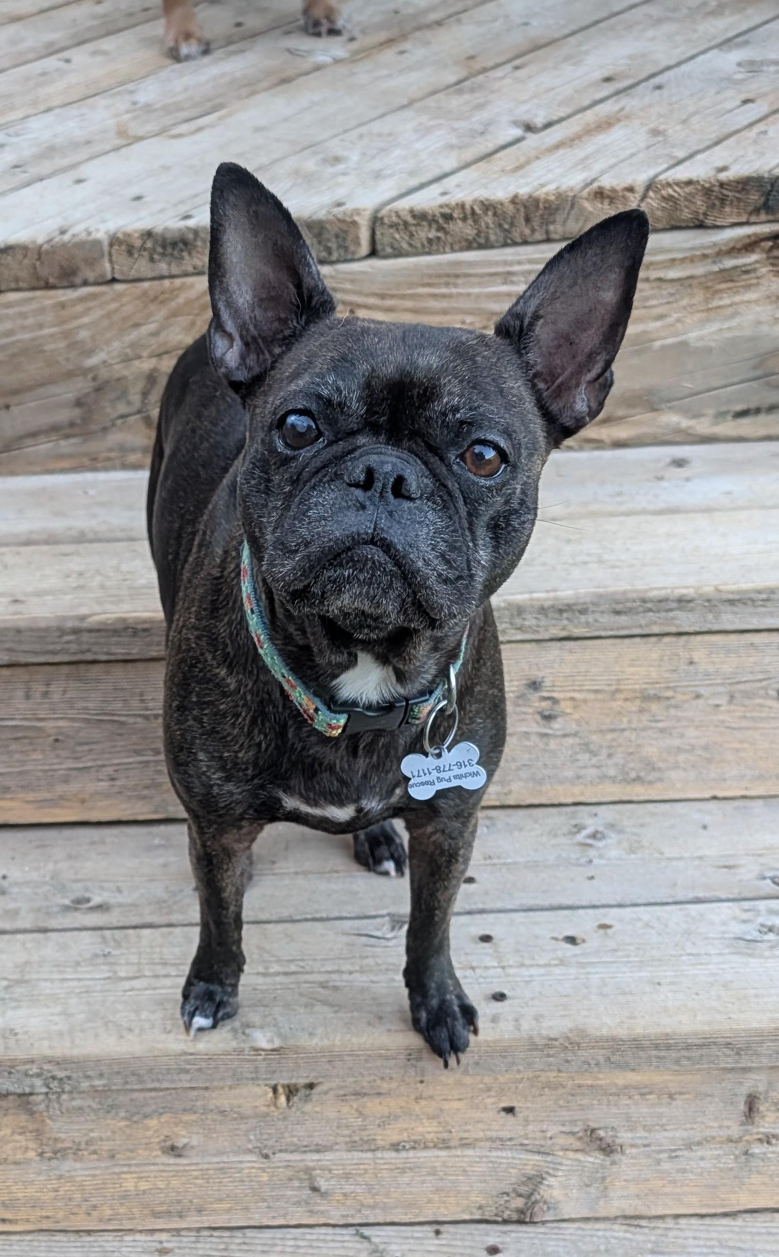 Gaby, ADOPTABLE, Adult Female French Bulldog & Boston Terrier.