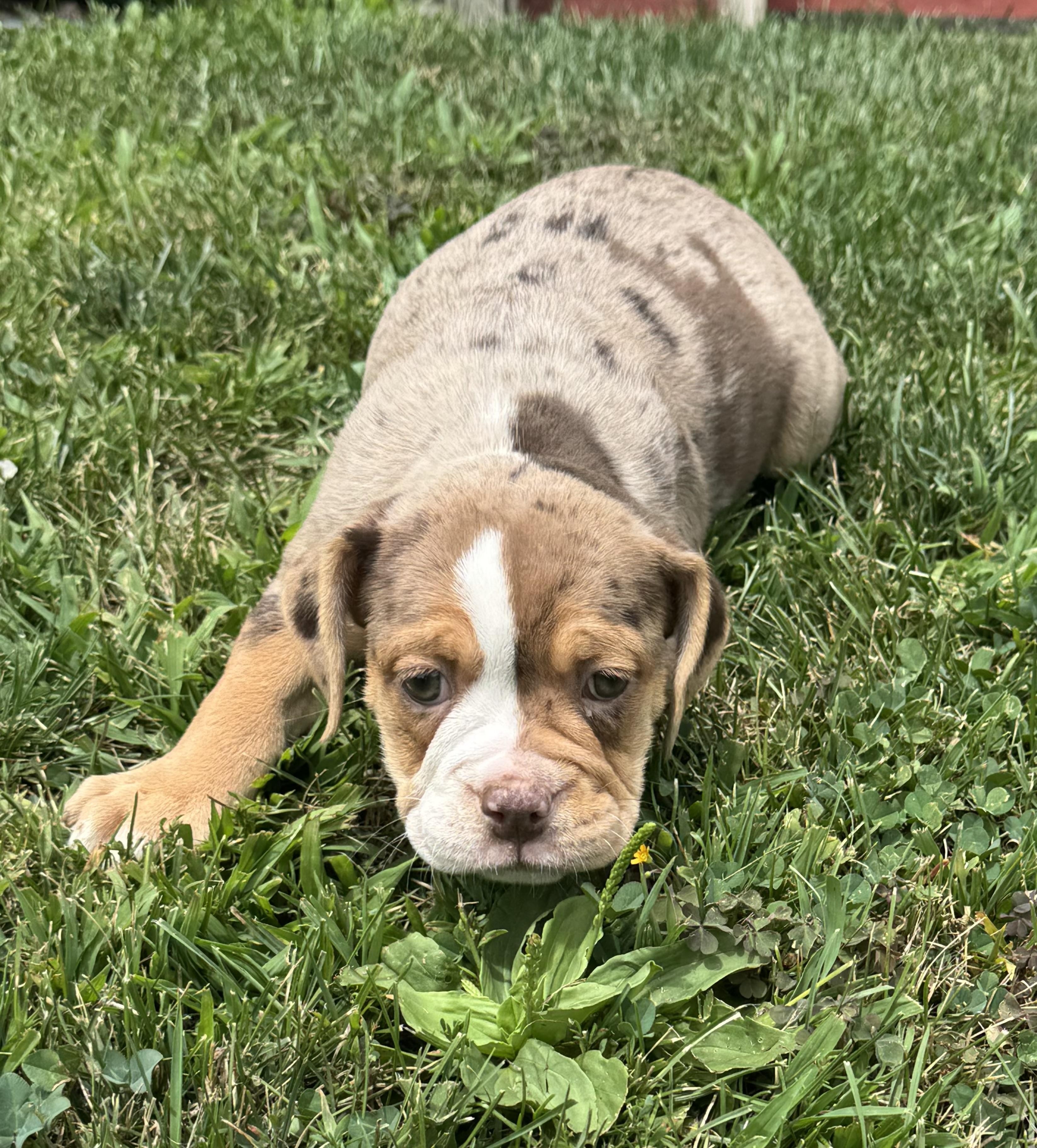 Enlarge Reba, an adopted mixed breed in North Freedom, WI image 3/3