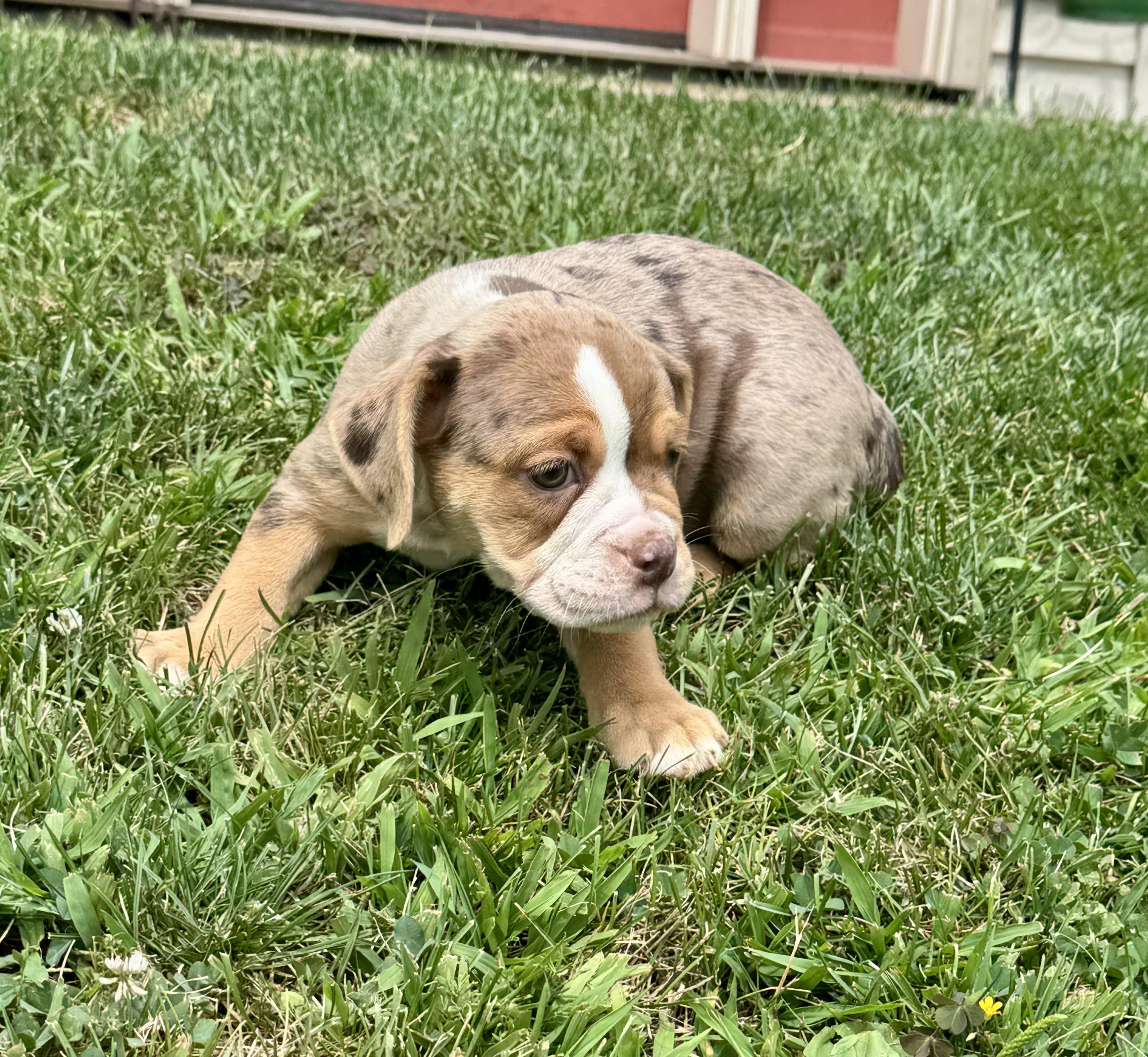 Enlarge Reba, an adopted mixed breed in North Freedom, WI image 2/3