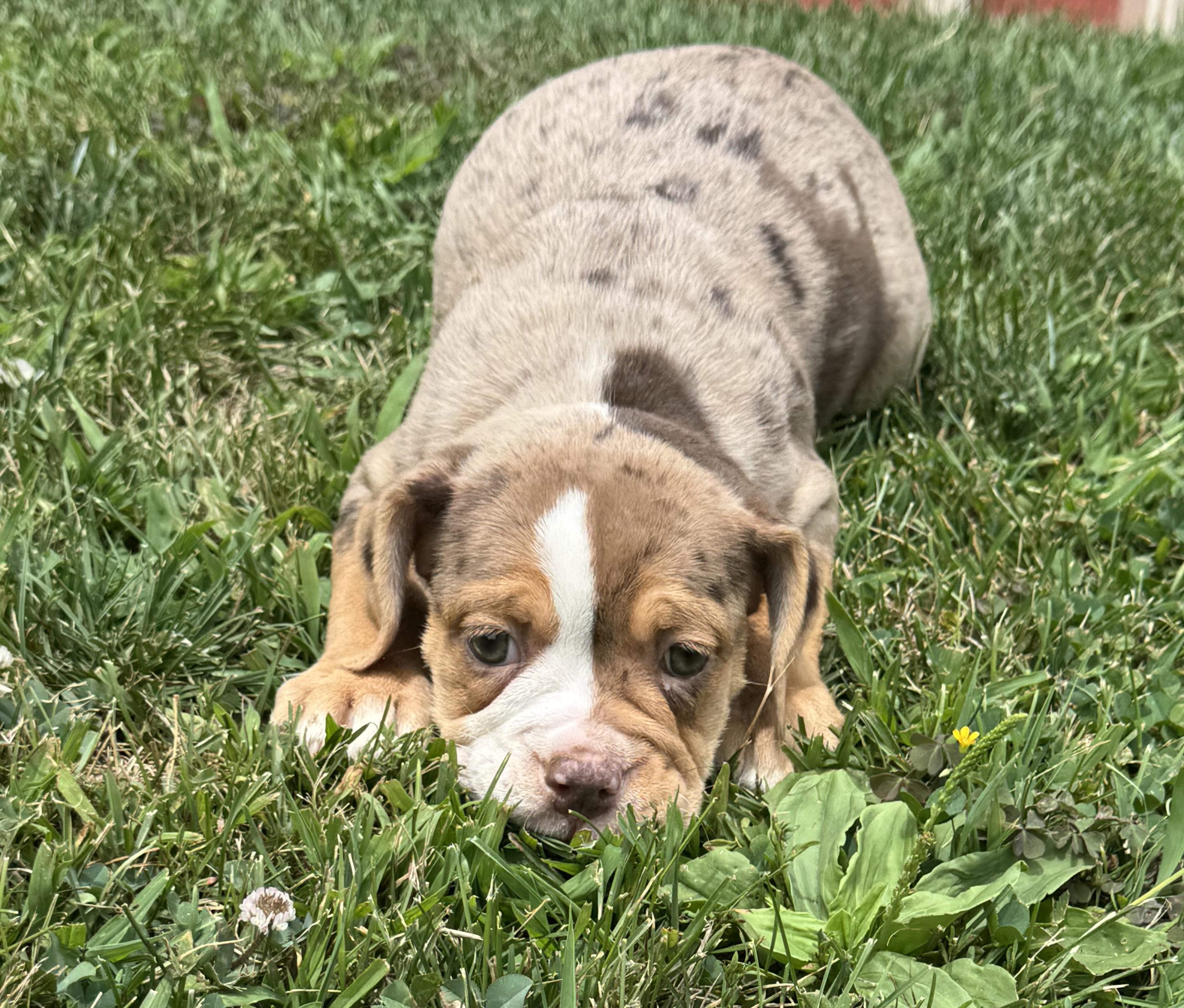 Enlarge Reba, an adopted mixed breed in North Freedom, WI image 1/3