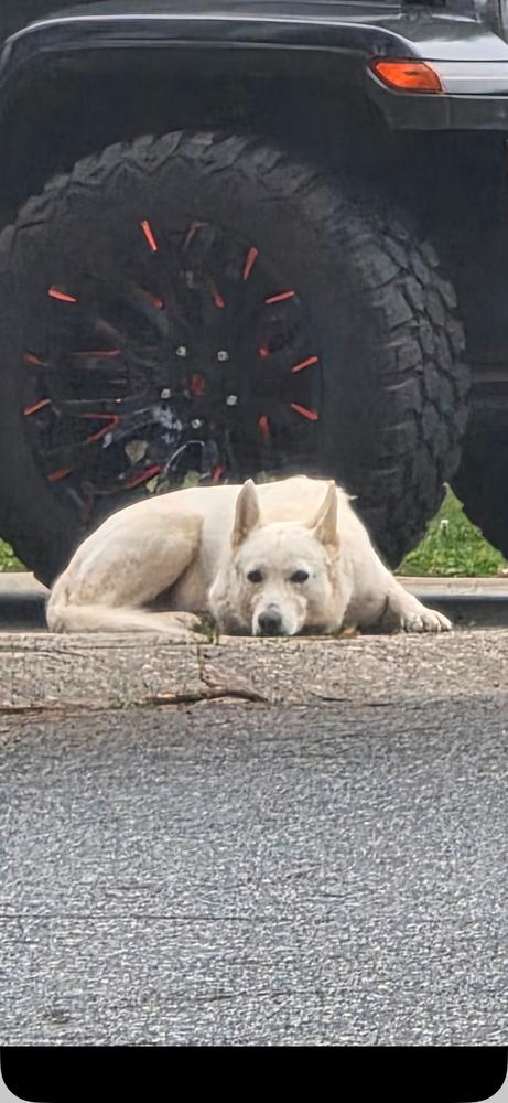 Lova, Adoptable, Adult Female German Shepherd Dog & Husky.