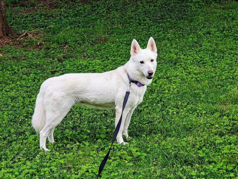 Enlarge Lova, a Adoptable mixed breed in Dacula, GA image 2/3