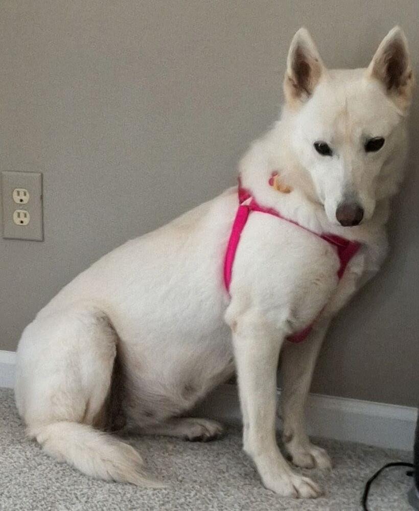 Lova, a Adoptable mixed breed in Dacula, GA image 2/2