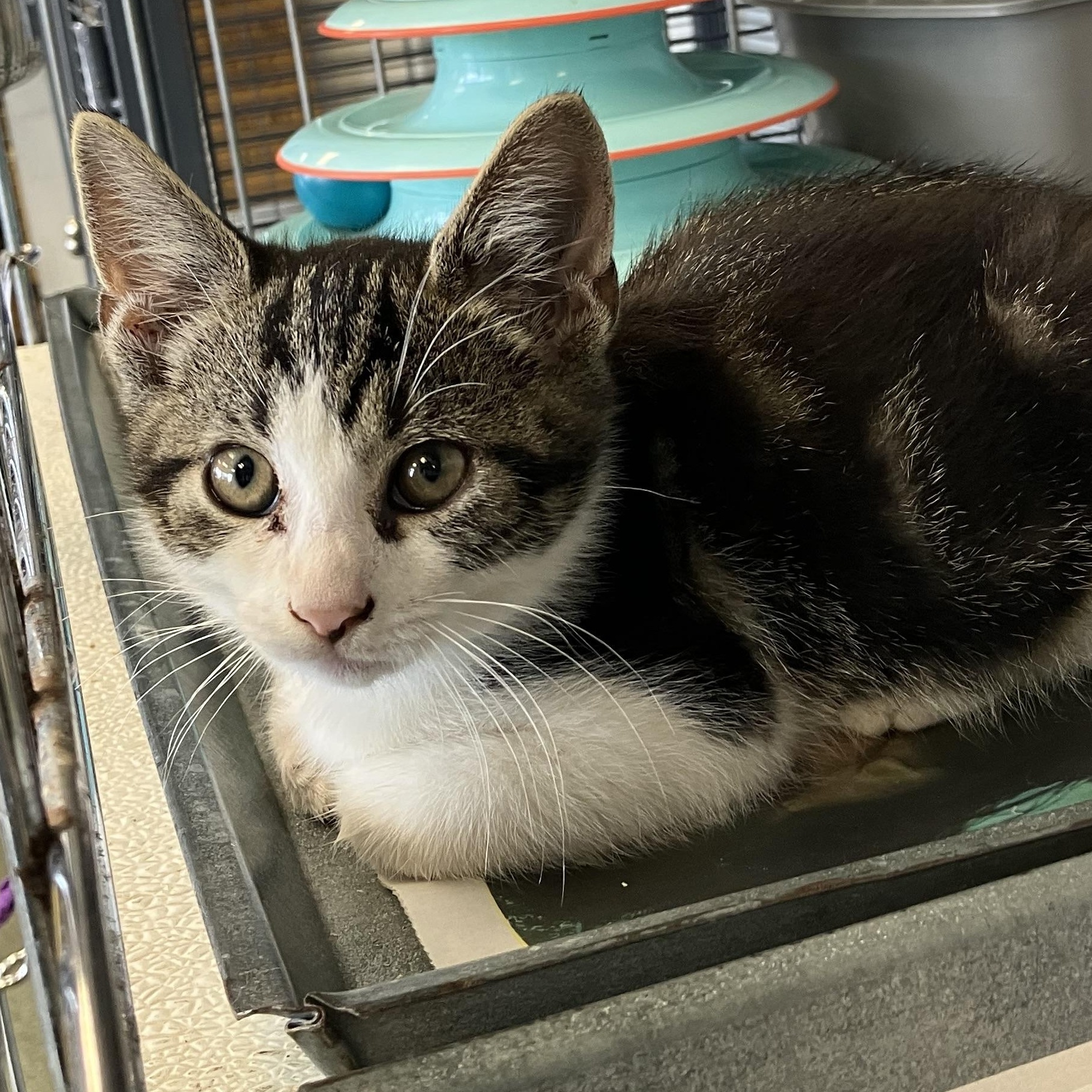 Enlarge Tigger, an adopted mixed breed in Parma, OH image 1/1