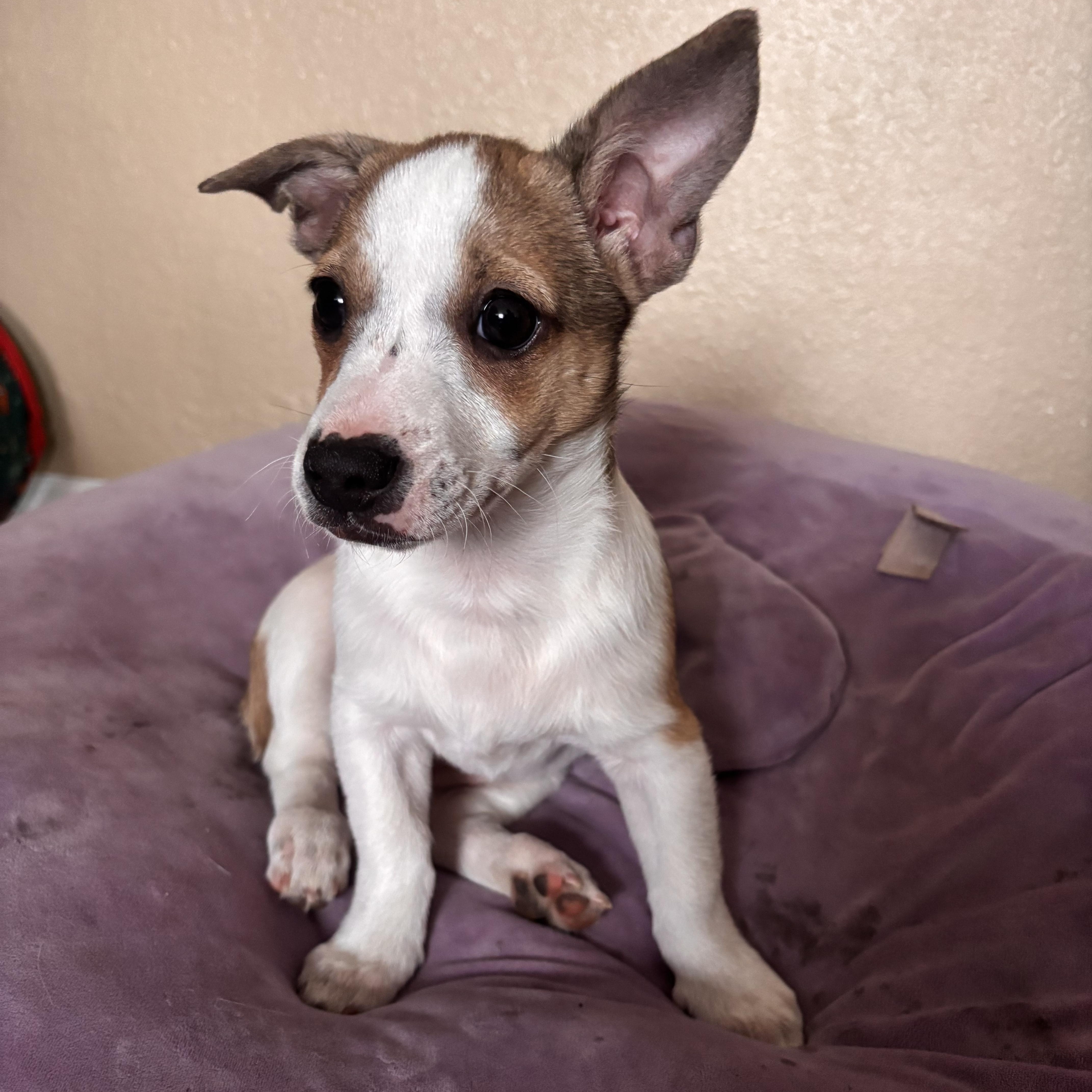 Enlarge Monica , an adopted mixed breed in El Cajon, CA image 3/3