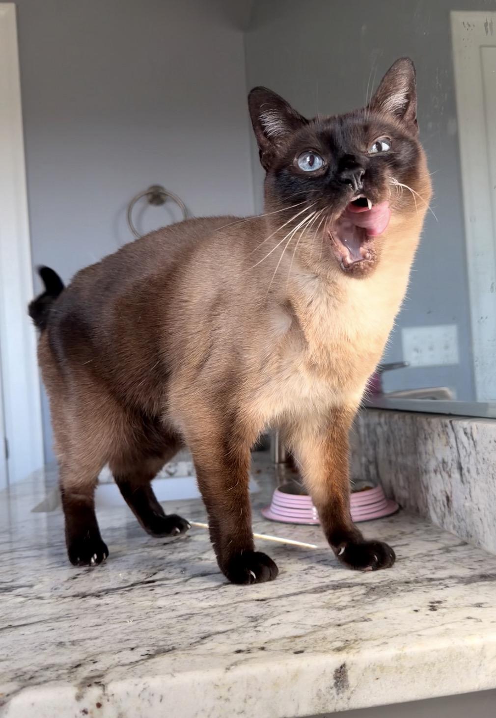 Enlarge Kula, a ADOPTABLE mixed breed in Louisville, KY image 2/4