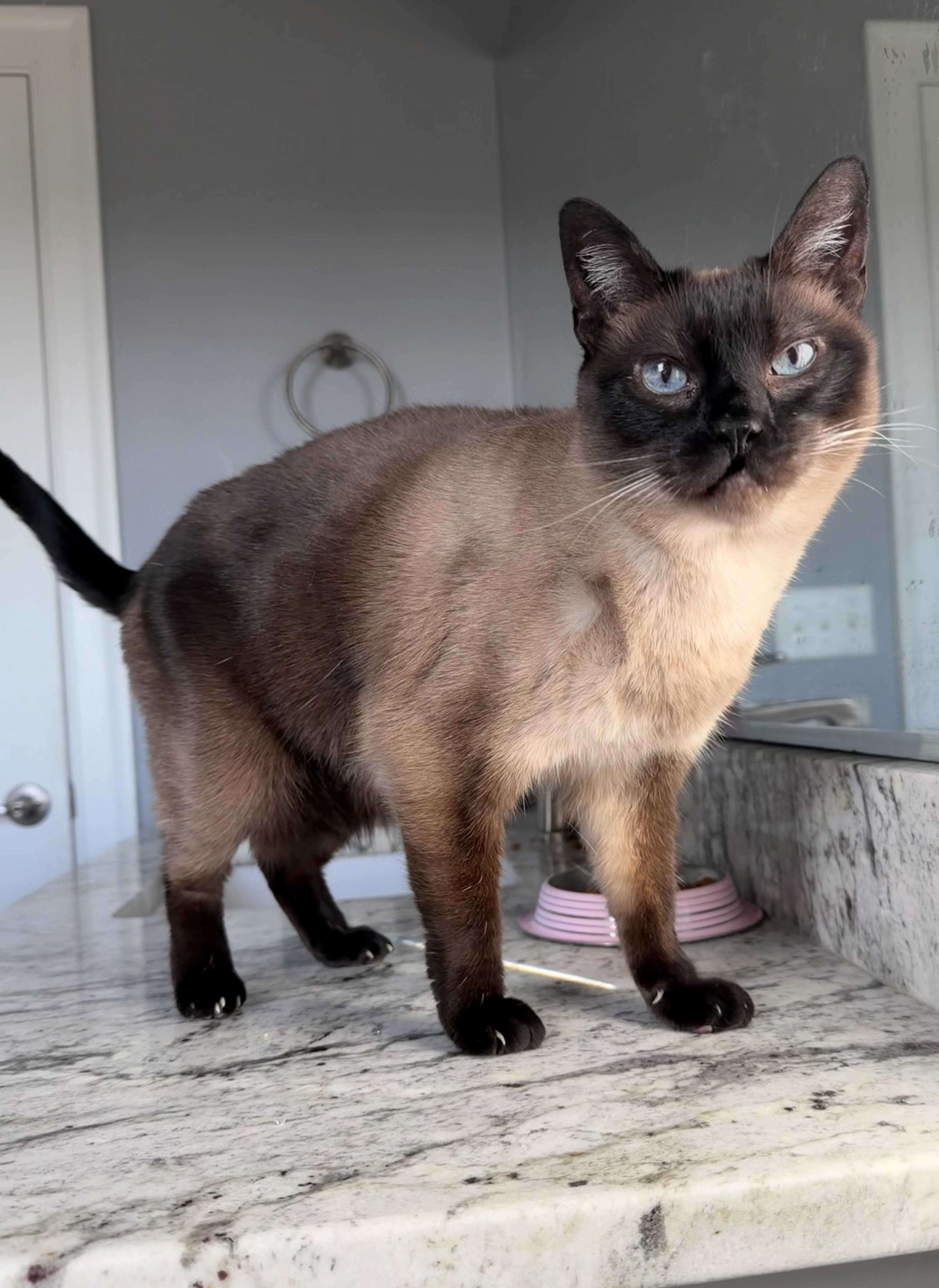 Enlarge Kula, a ADOPTABLE mixed breed in Louisville, KY image 3/4