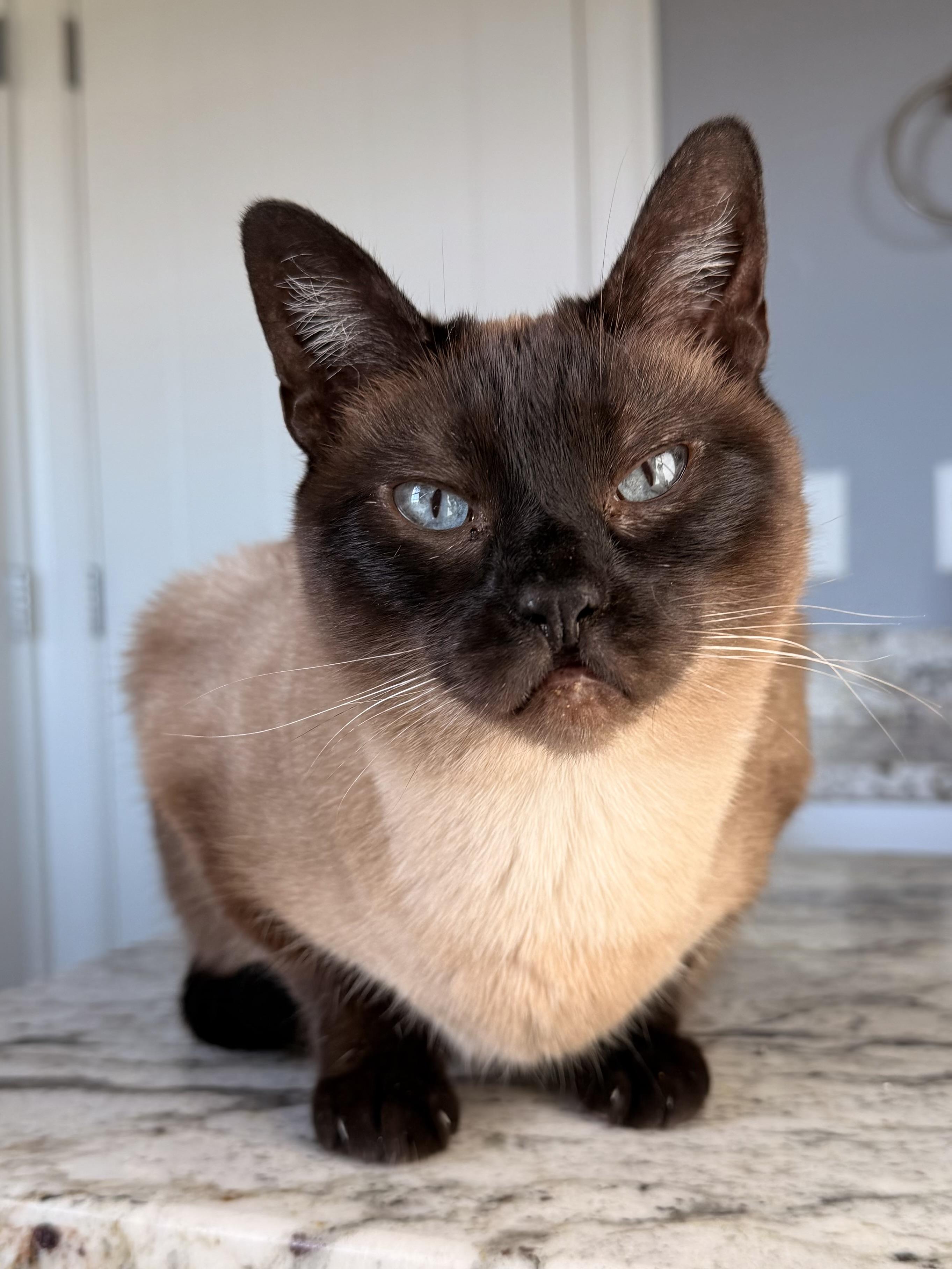 Enlarge Kula, a ADOPTABLE mixed breed in Louisville, KY image 4/4