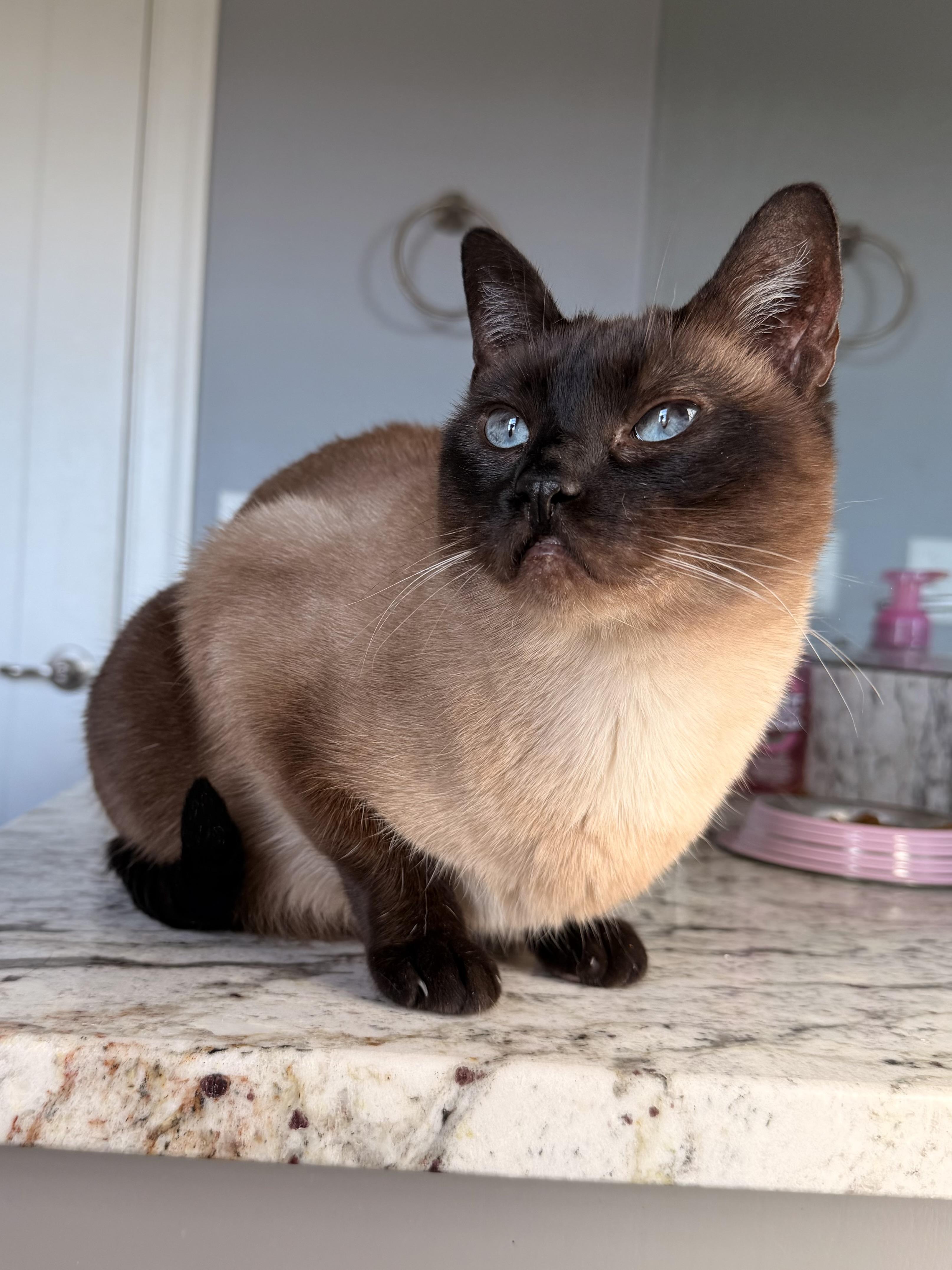 Kula, ADOPTABLE, Adult Female Siamese.
