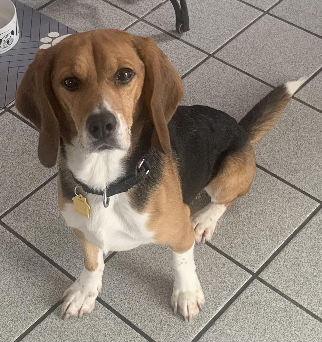 Louie, ADOPTABLE, Adult Male Beagle.