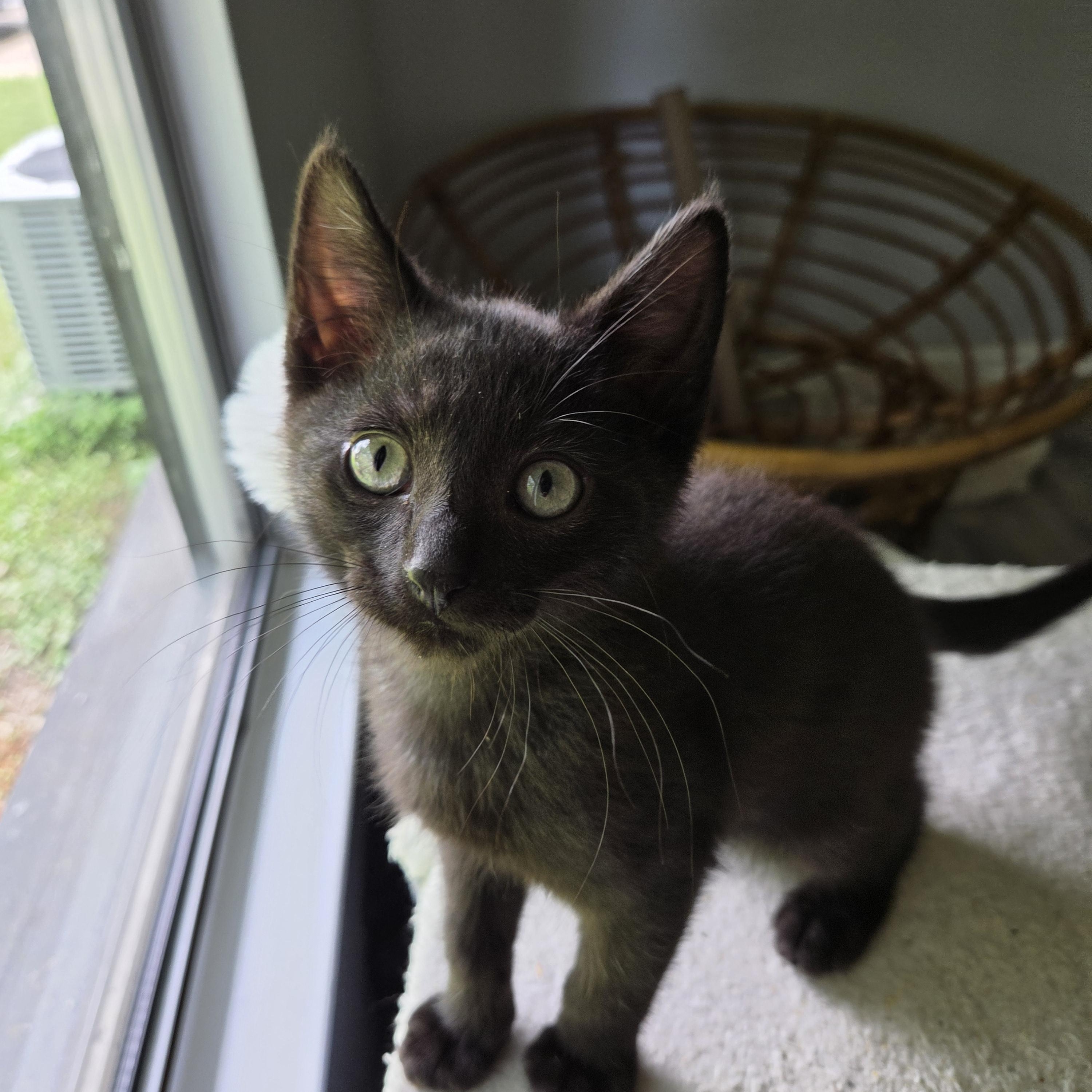 Enlarge Bear, a Adopted Domestic Short Hair in Fort Oglethorpe, GA image 6/6