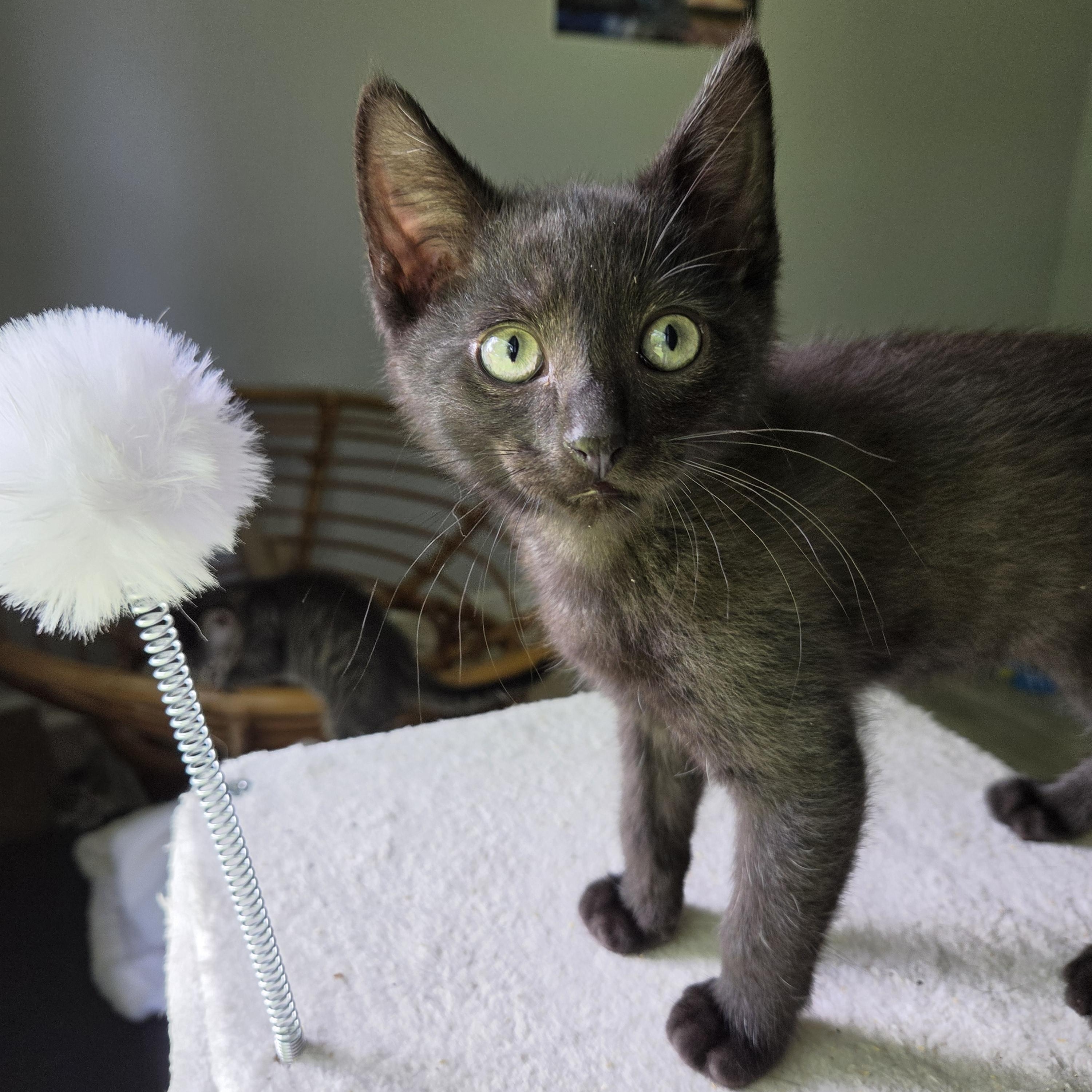 Bear, Adopted, Kitten Male Domestic Short Hair.