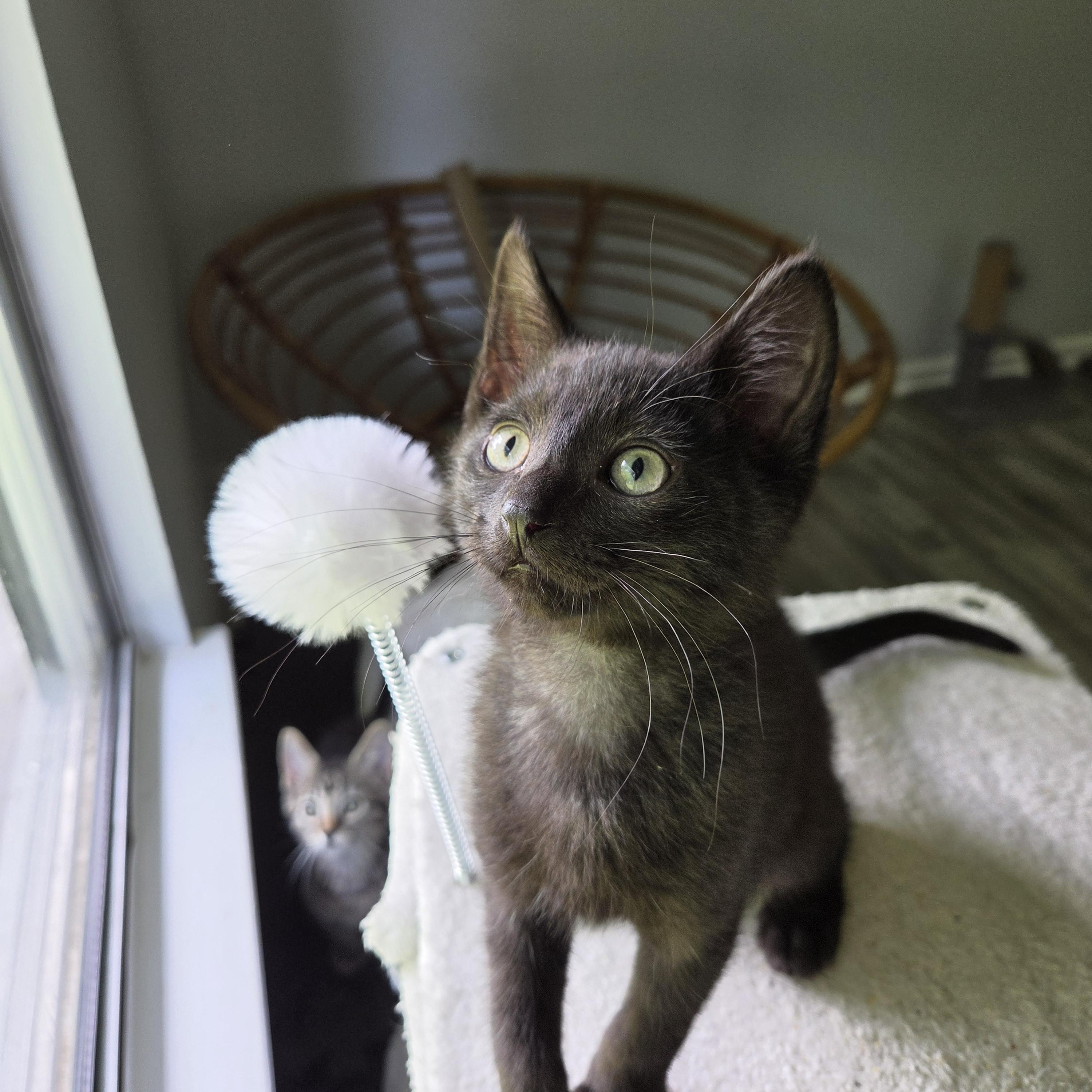 Enlarge Bear, a Adopted Domestic Short Hair in Fort Oglethorpe, GA image 5/6