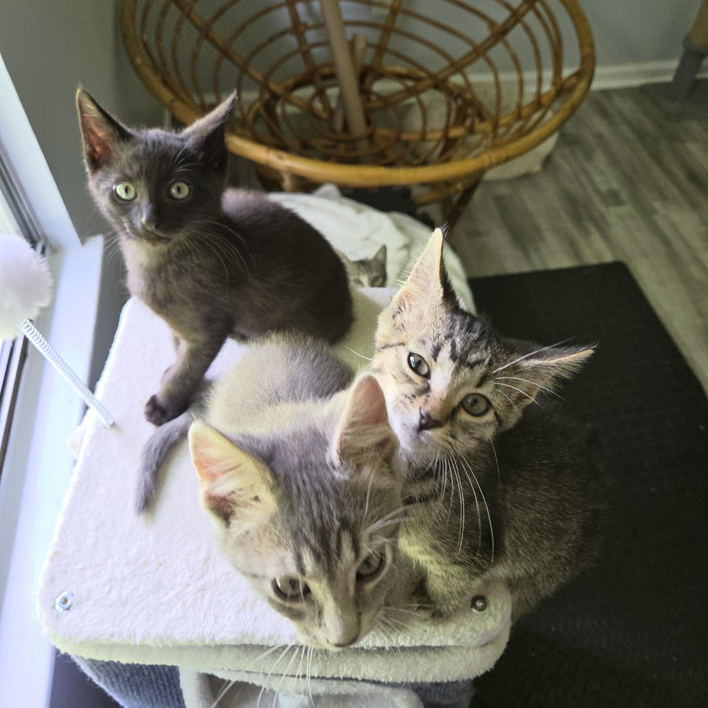 Enlarge Bear, a Adopted Domestic Short Hair in Fort Oglethorpe, GA image 2/6