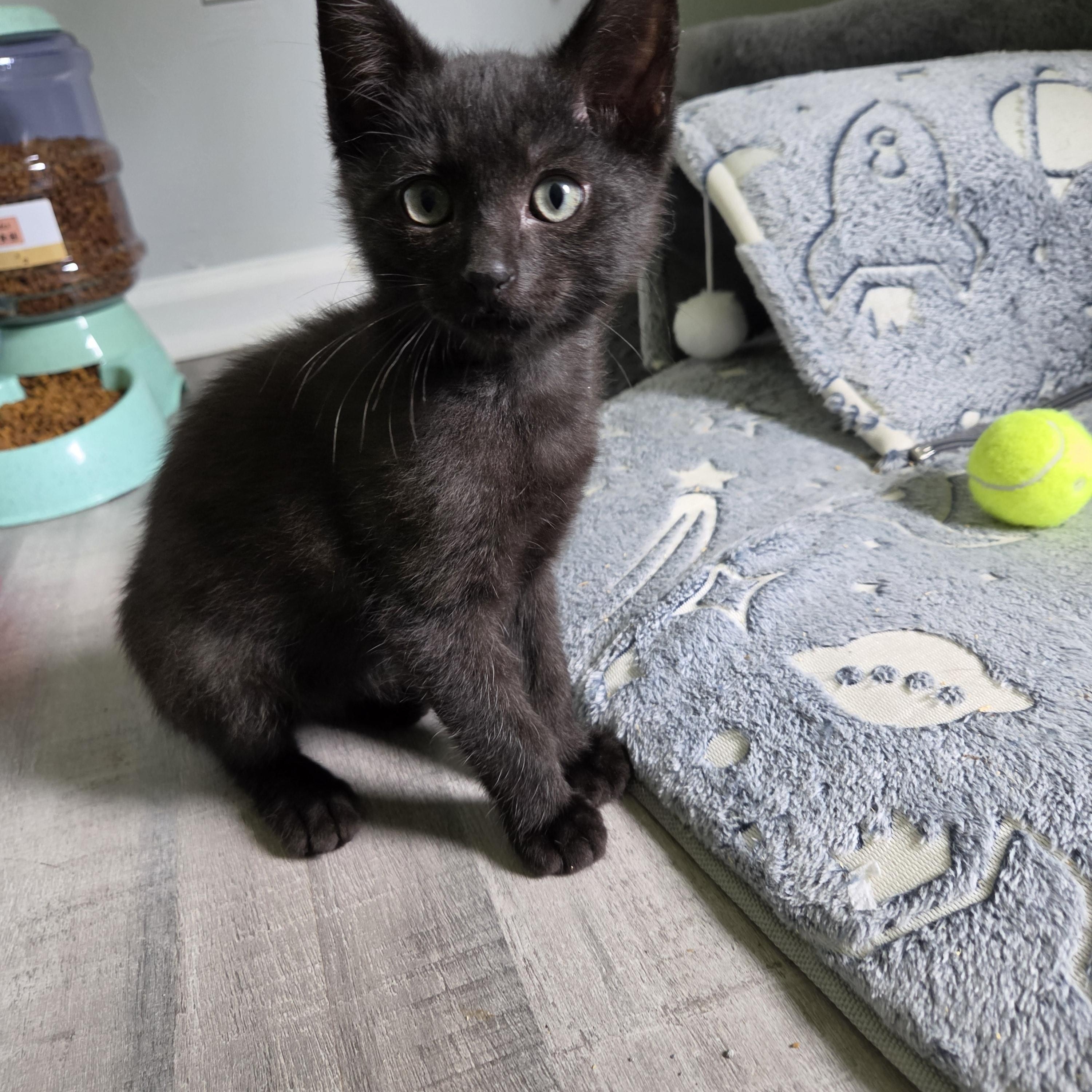 Enlarge Bear, a Adopted Domestic Short Hair in Fort Oglethorpe, GA image 4/6