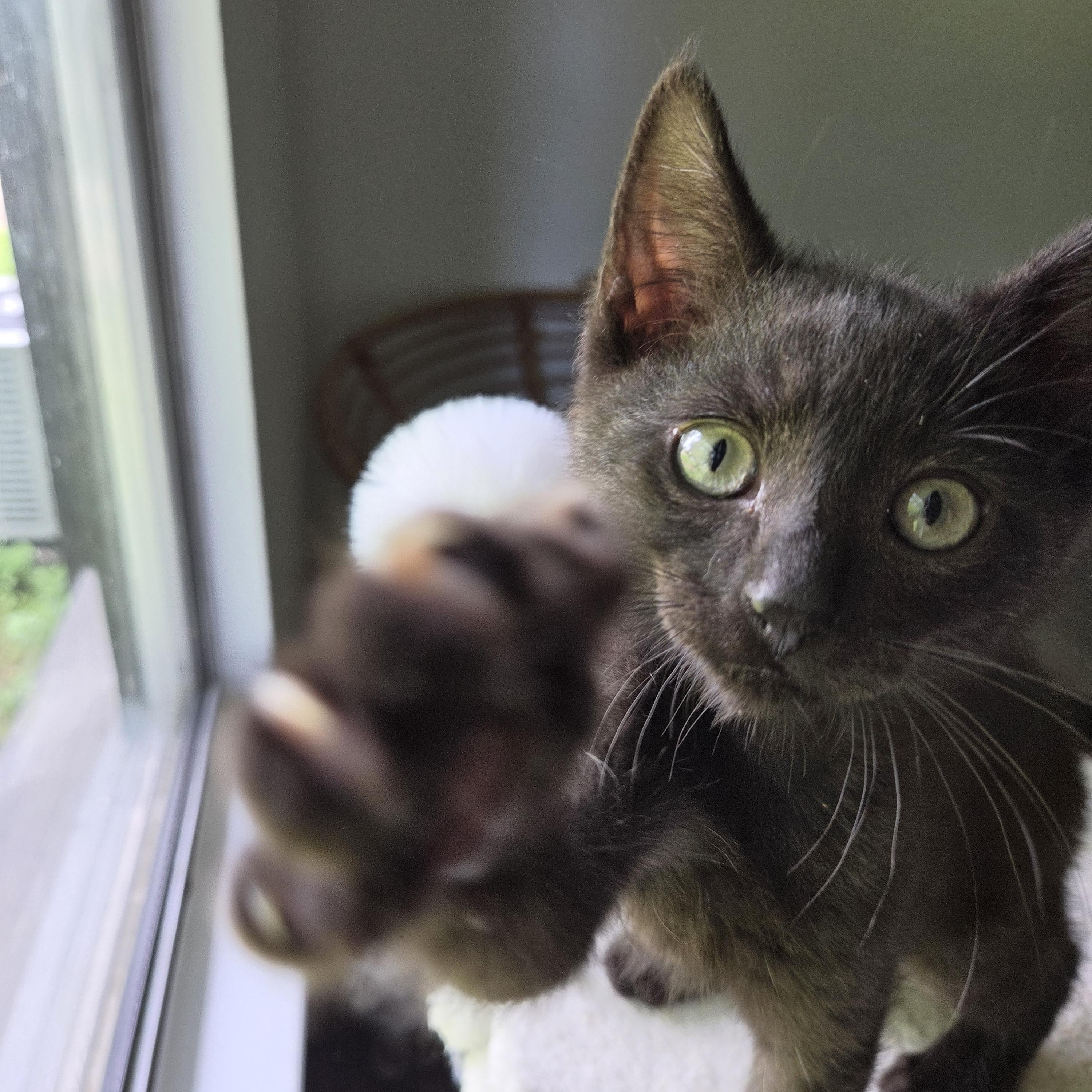 Enlarge Bear, a Adopted Domestic Short Hair in Fort Oglethorpe, GA image 3/6