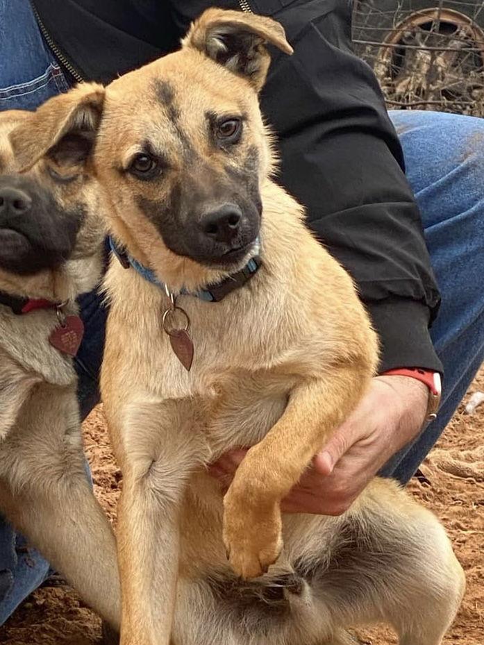 Enlarge Henry, a Adopted German Shepherd Dog in Clinton, OK image 1/3