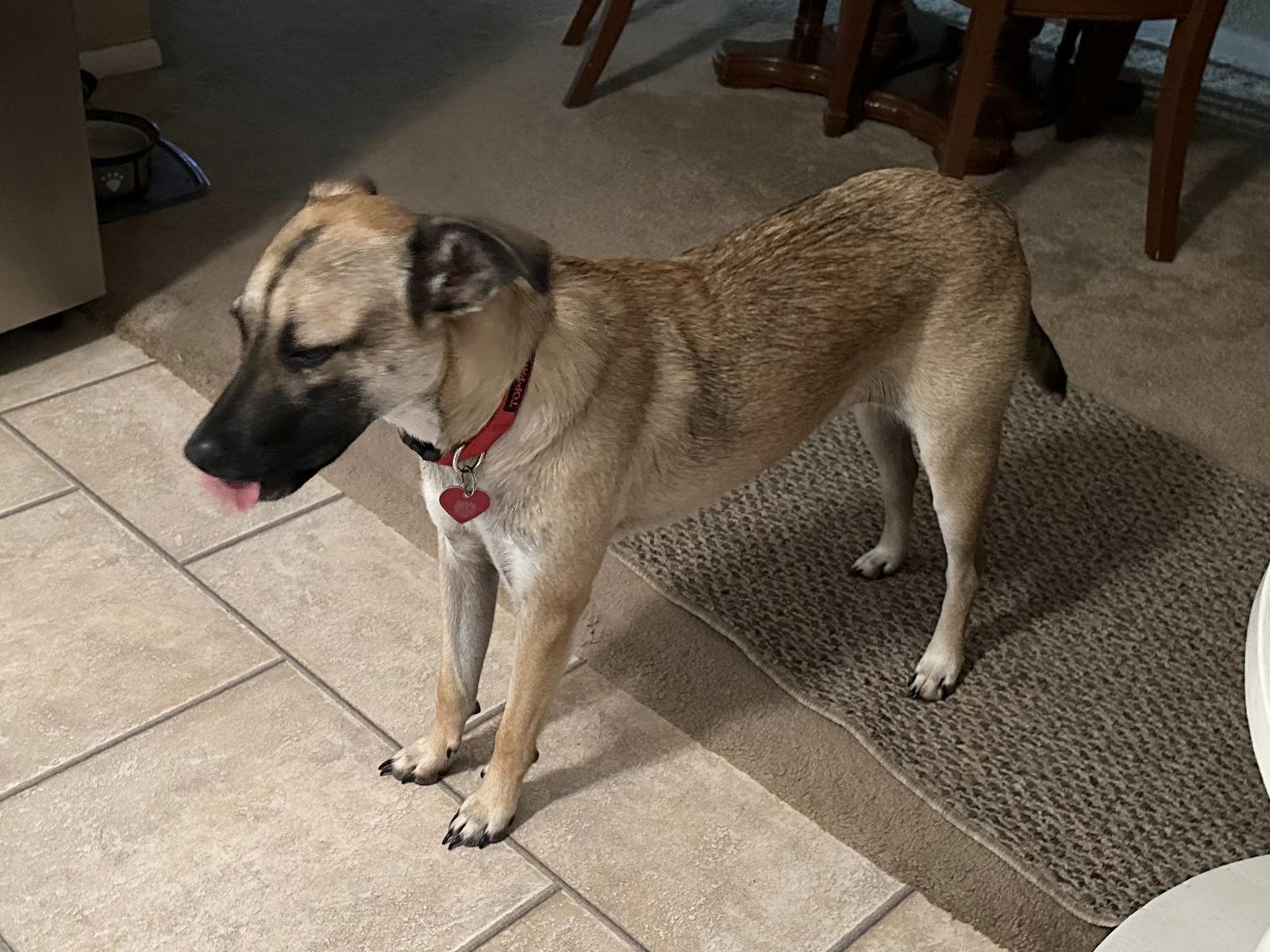 Enlarge Henry, a Adopted German Shepherd Dog in Clinton, OK image 2/3