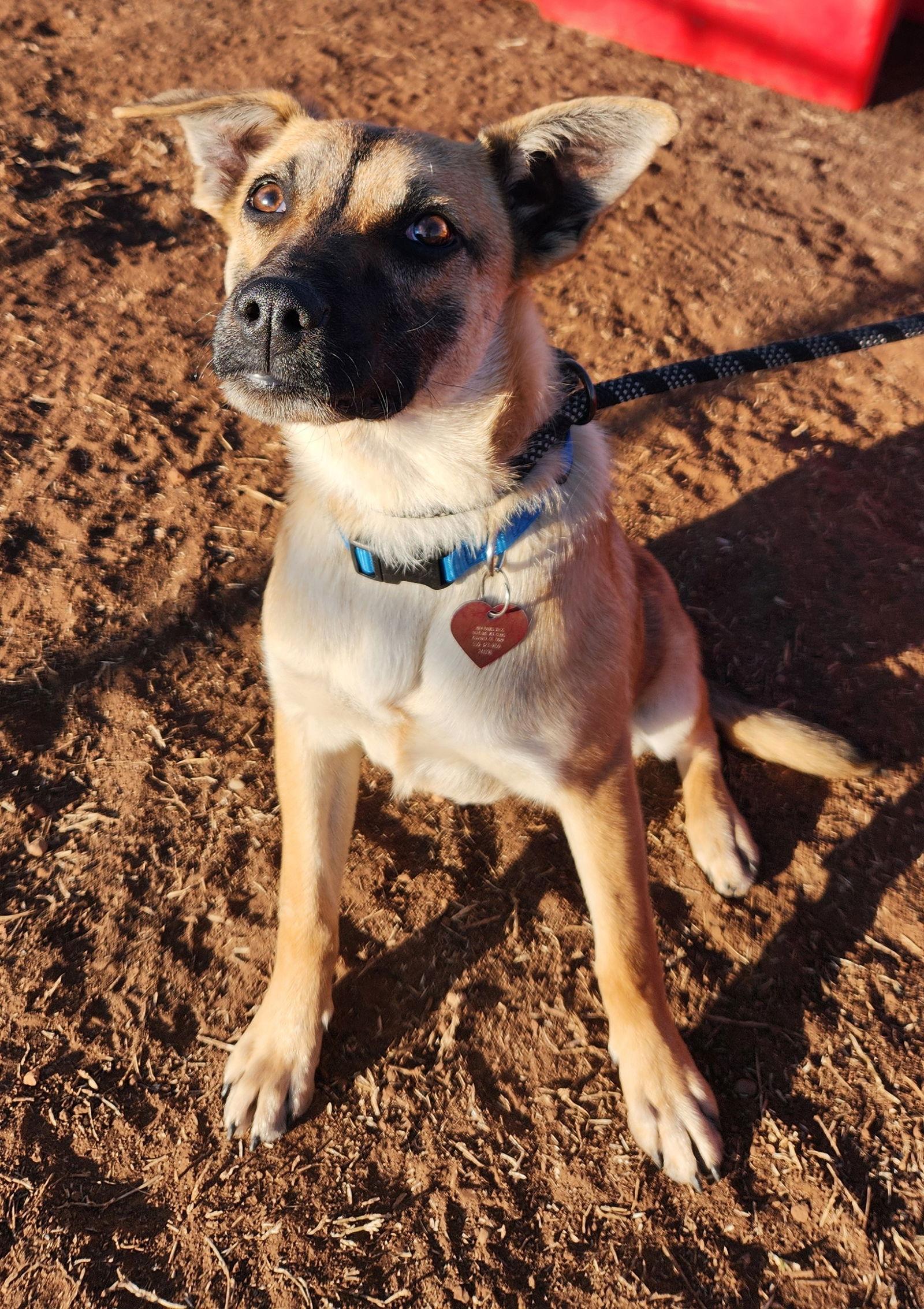 Enlarge Henry, a Adopted German Shepherd Dog in Clinton, OK image 3/3