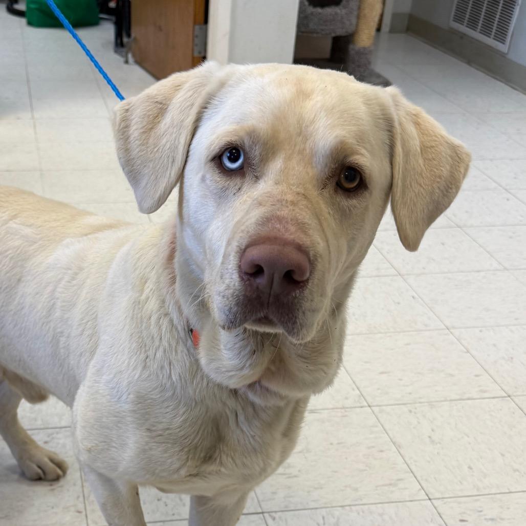 Calvin, Adoptable, Adult Male Mixed Breed.