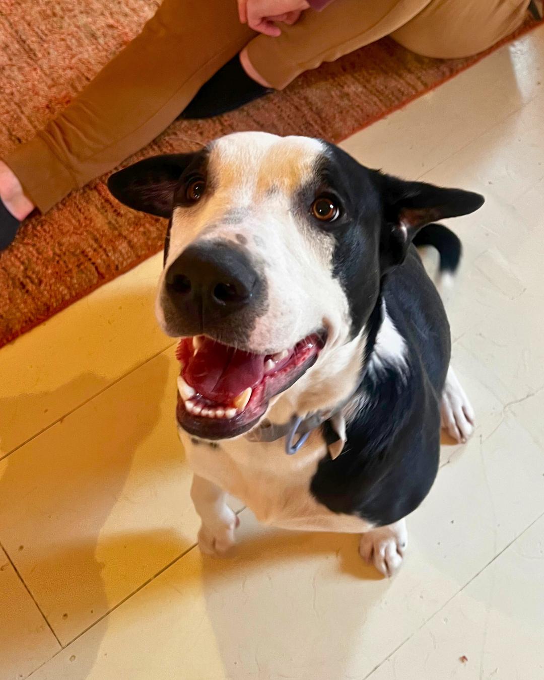 Basil, Adoptable, Young Male Mixed Breed.