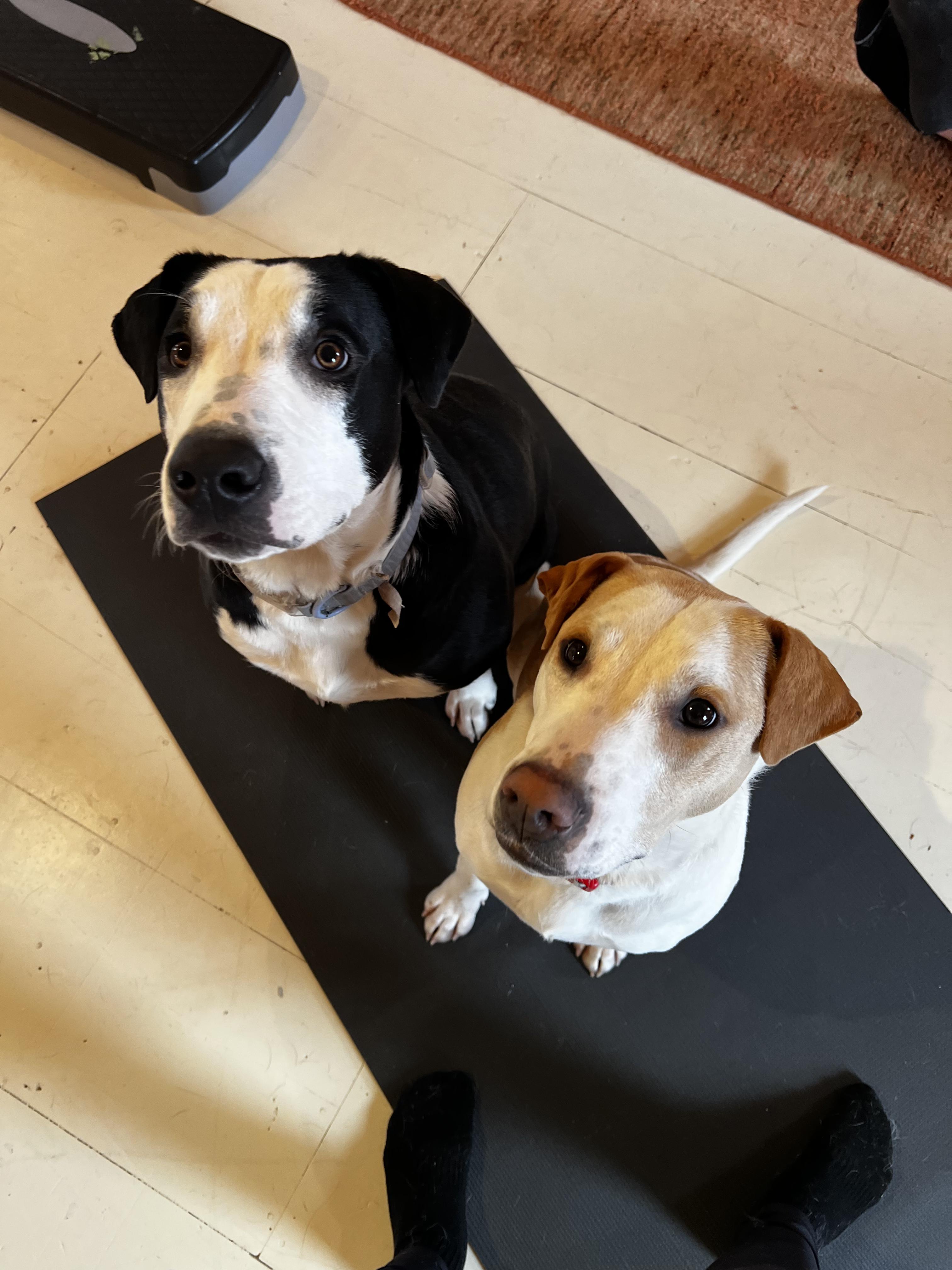 Enlarge Basil, a Adoptable Mixed Breed in minneapolis, MN image 5/6