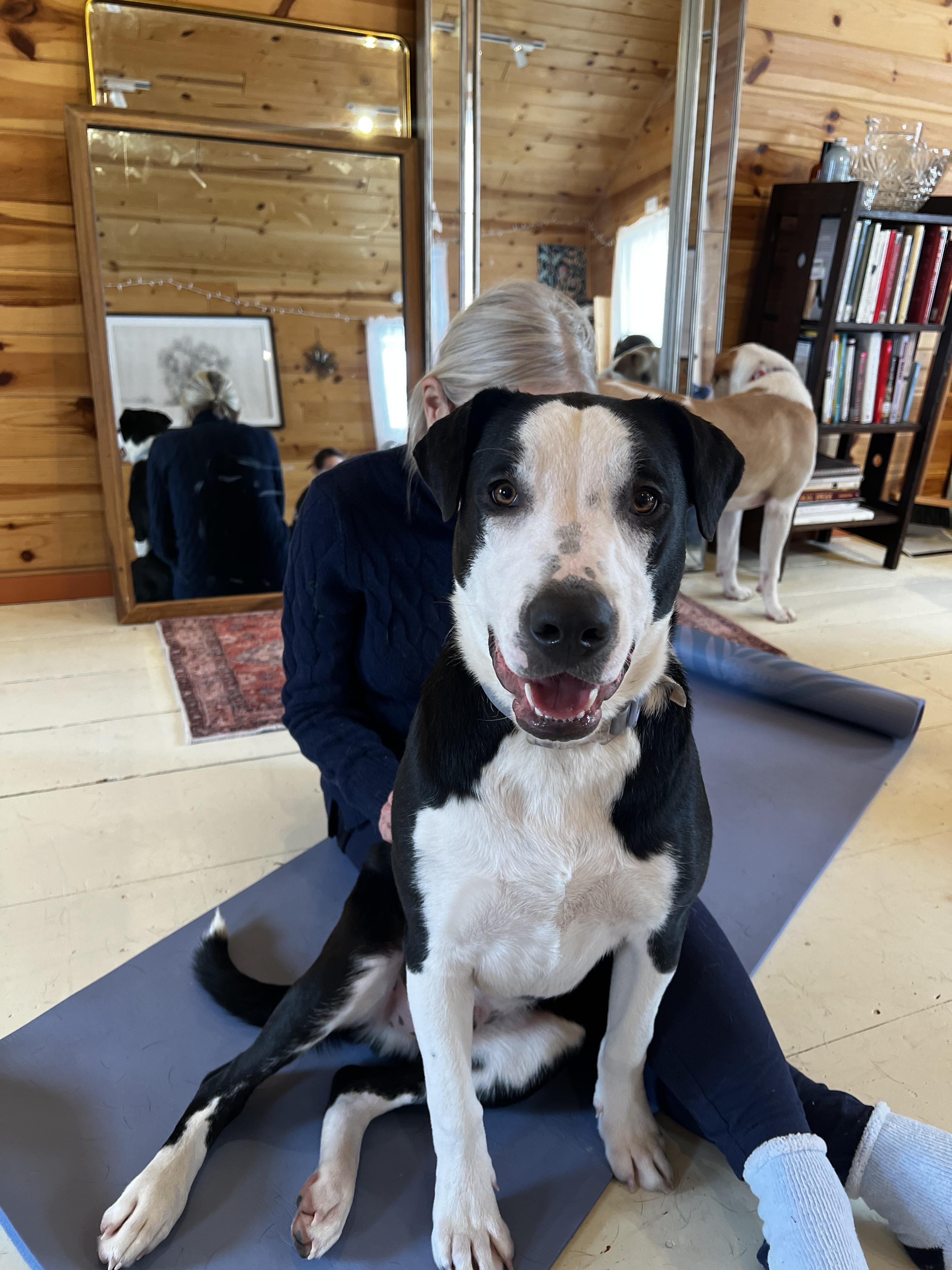 Enlarge Basil, a Adoptable Mixed Breed in minneapolis, MN image 3/6