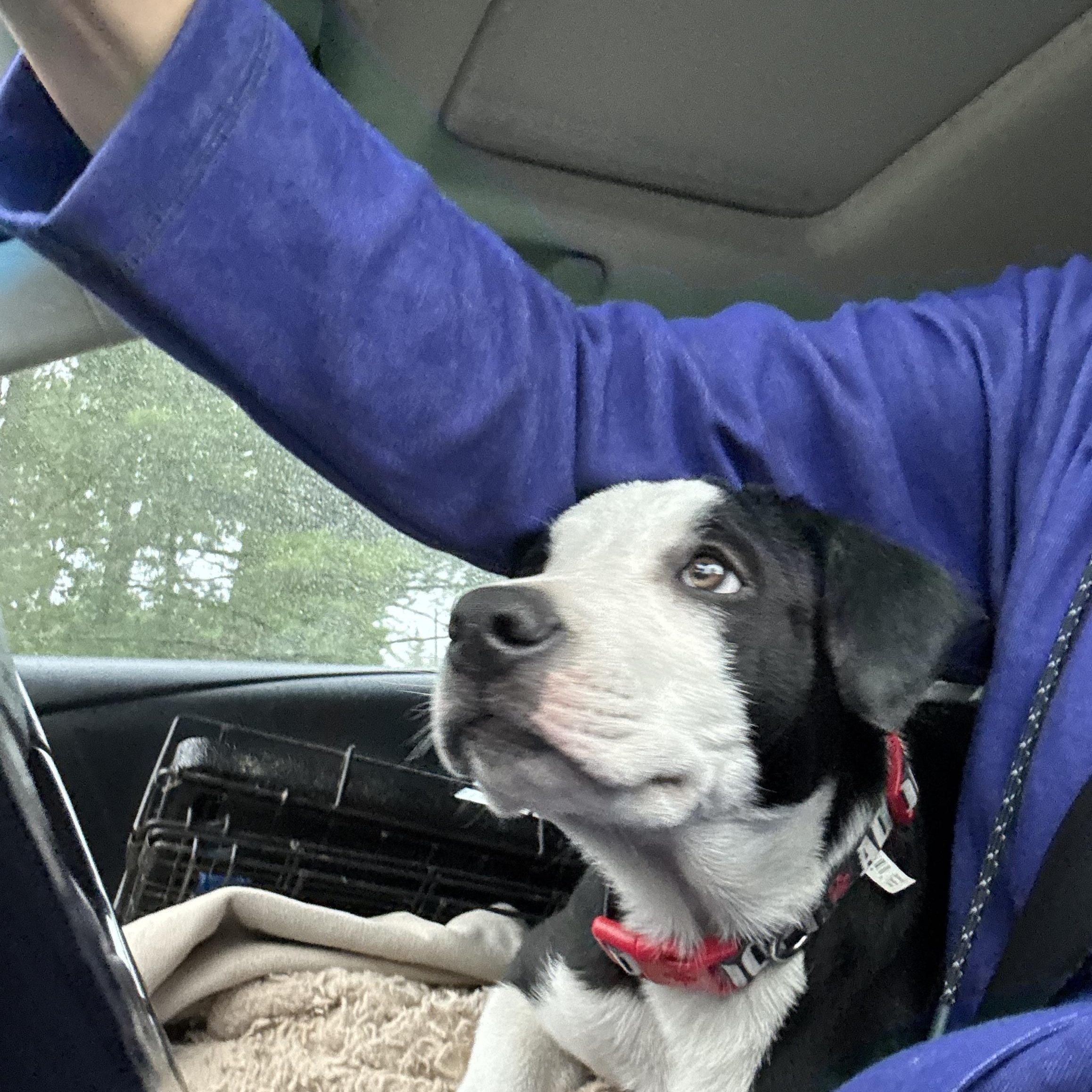 Basil, Adoptable, Puppy Male Mixed Breed.