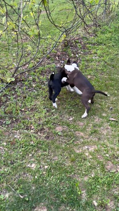 Enlarge Basil, a Adoptable Mixed Breed in minneapolis, MN video 5/6