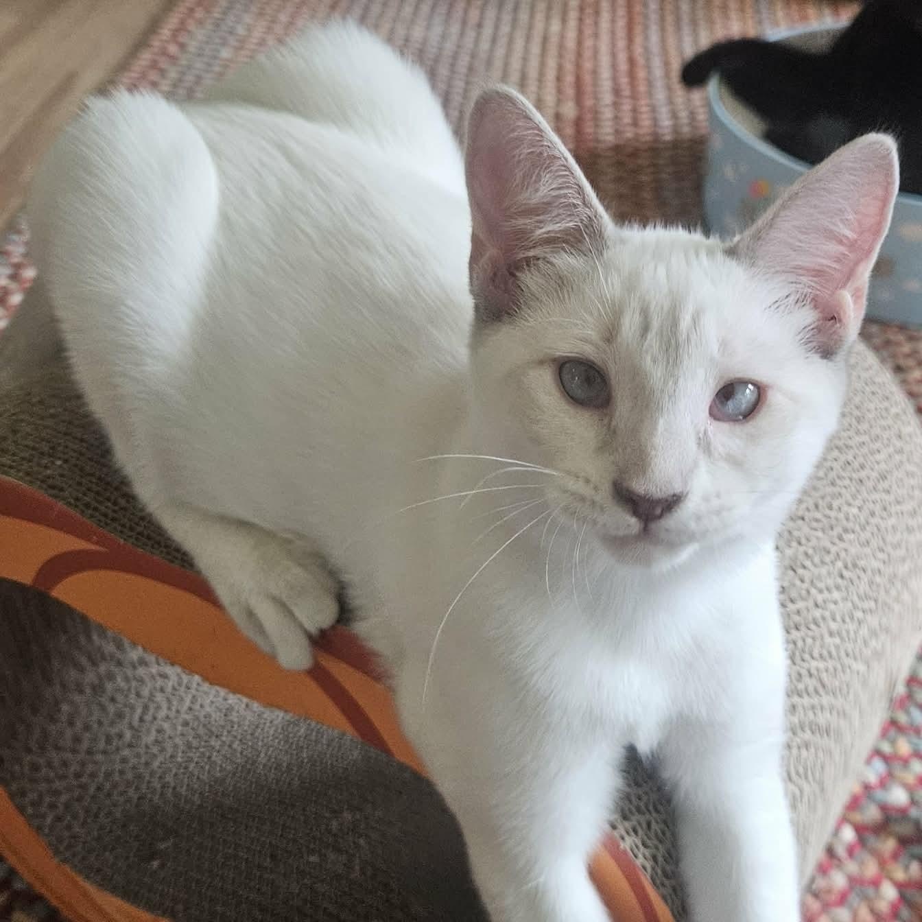 Enlarge Paloma (Bonded with Kalani), a Adoptable Siamese in Rochester, NY image 2/4