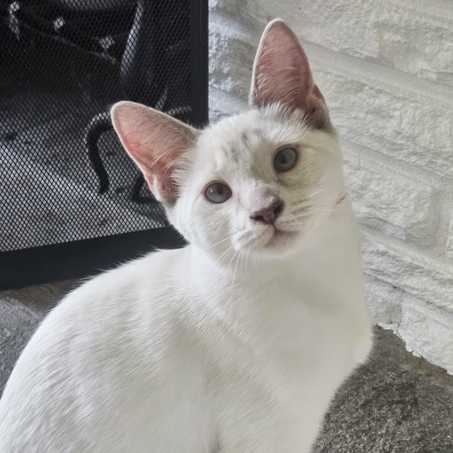 Enlarge Paloma (Bonded with Kalani), a Adoptable Siamese in Rochester, NY image 1/4