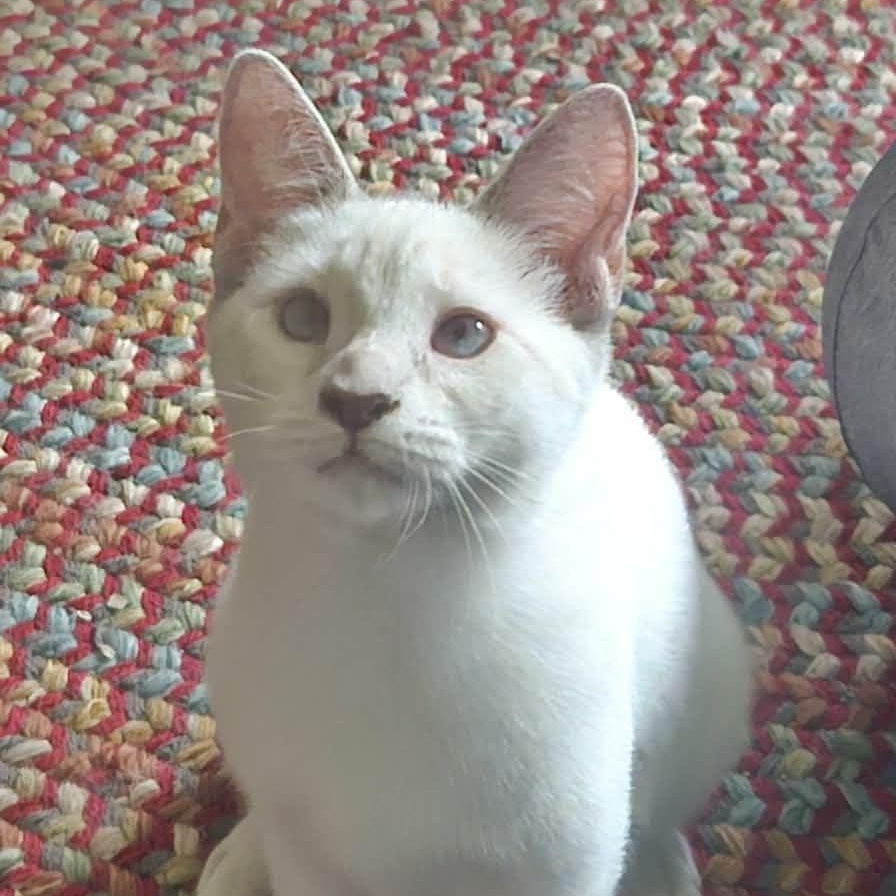 Enlarge Paloma (Bonded with Kalani), a Adoptable Siamese in Rochester, NY image 3/4