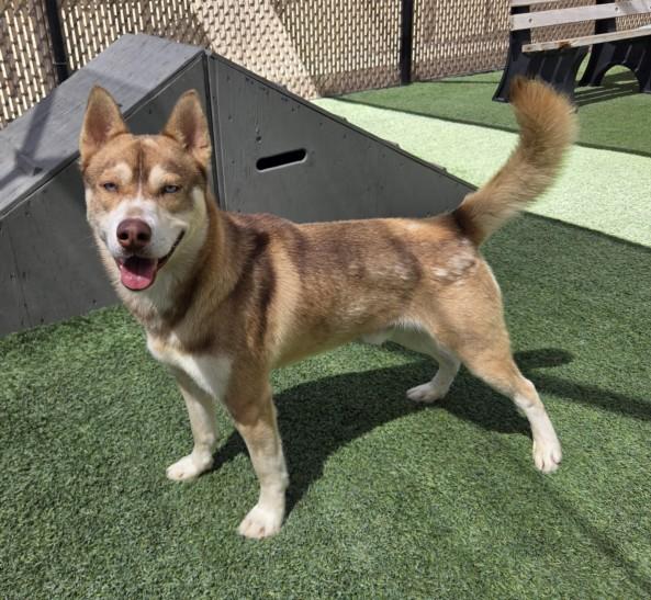 Enlarge SUNNY, a Adoptable Husky in Norco, CA image 1/1