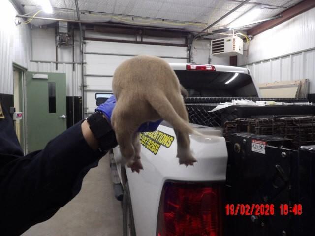 Gingey, Adoptable, Young Male Mixed Breed.