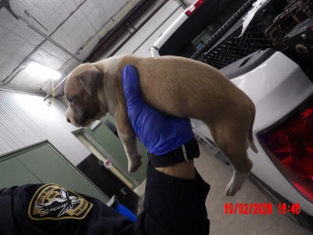 Gingey, a Adoptable Mixed Breed in Hobbs, NM image 2/5